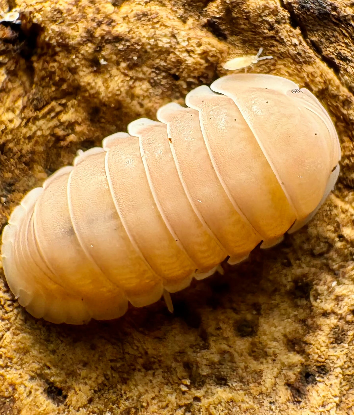 Cubaris sp "Pink Rose"