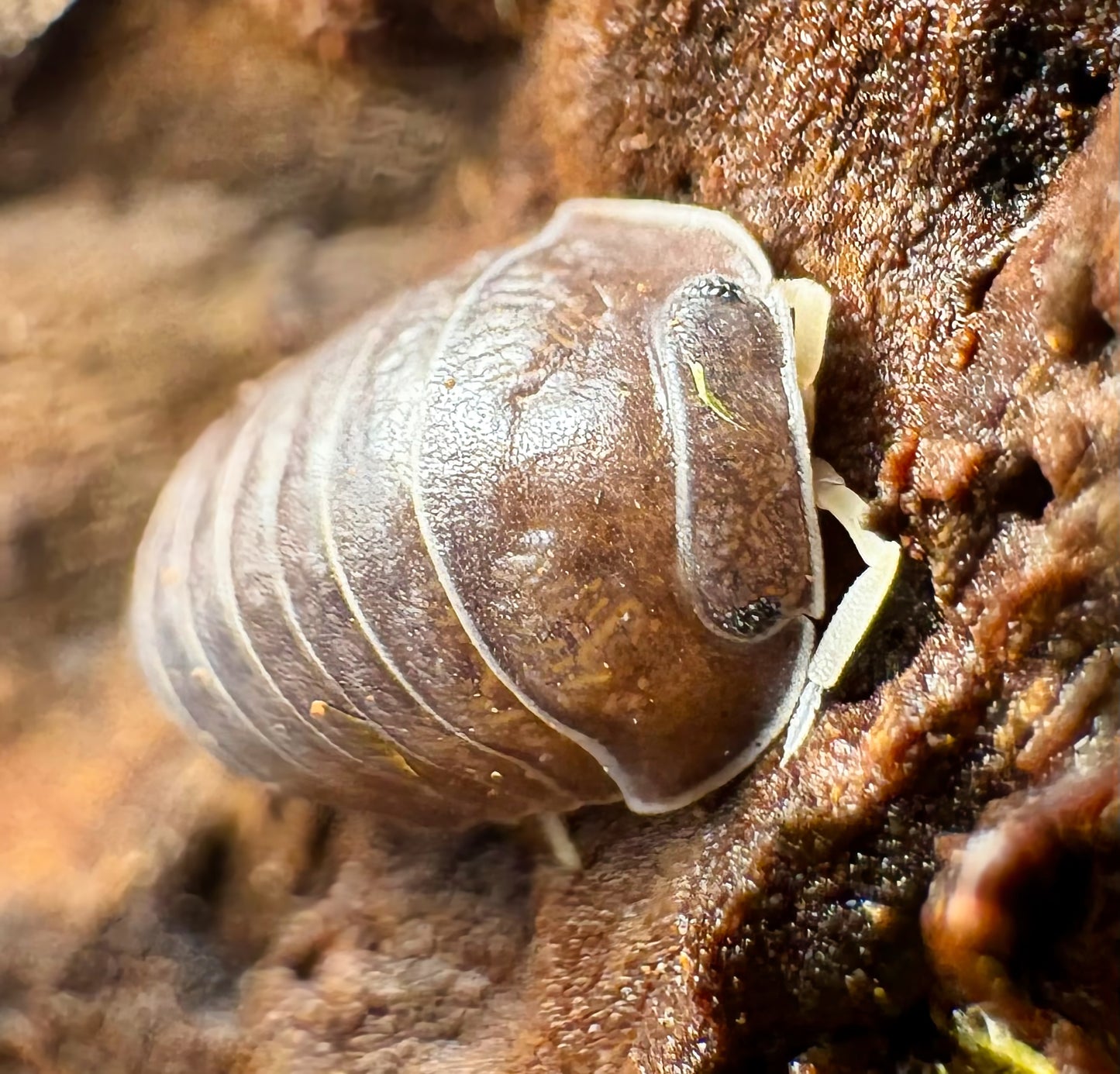 Filipinodillo sp "Nakar"