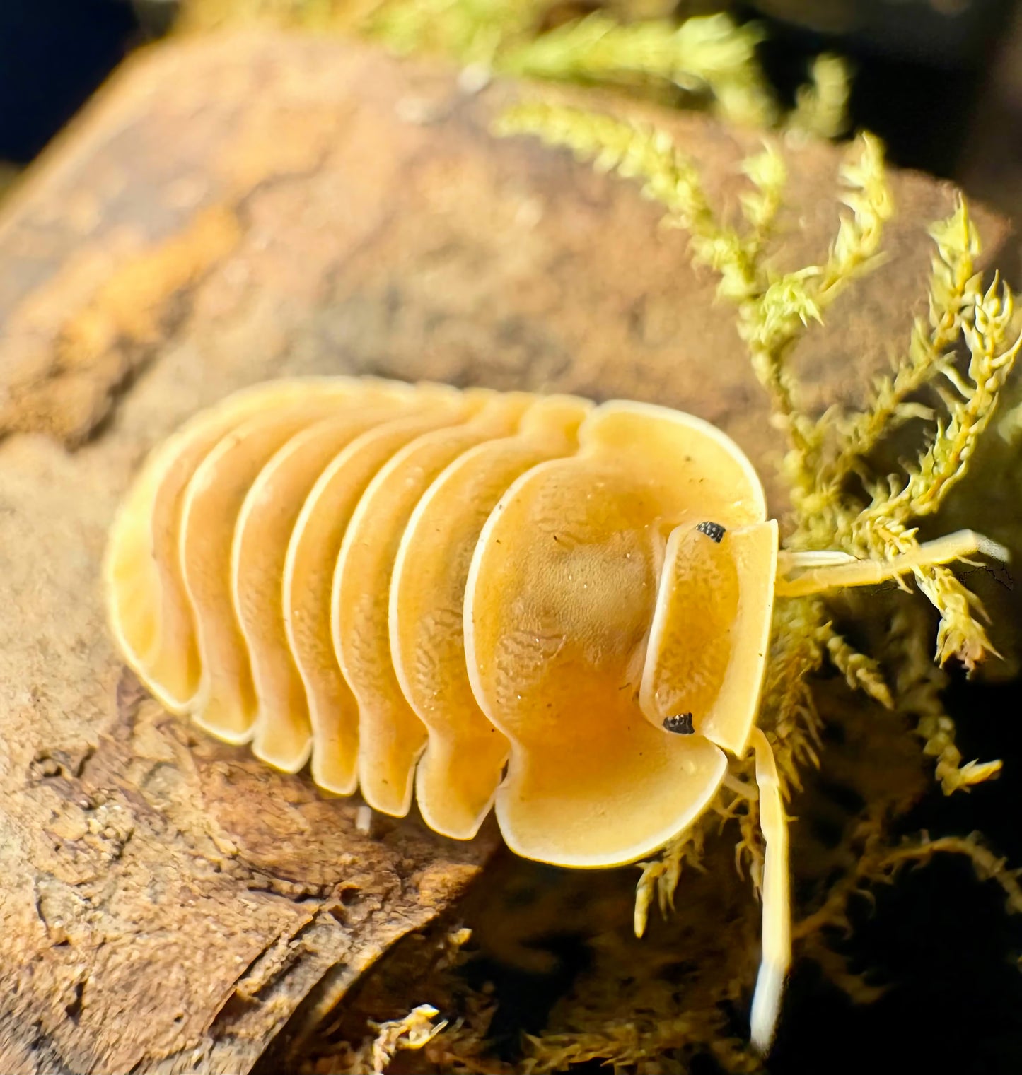Cubaris sp "Crabby"