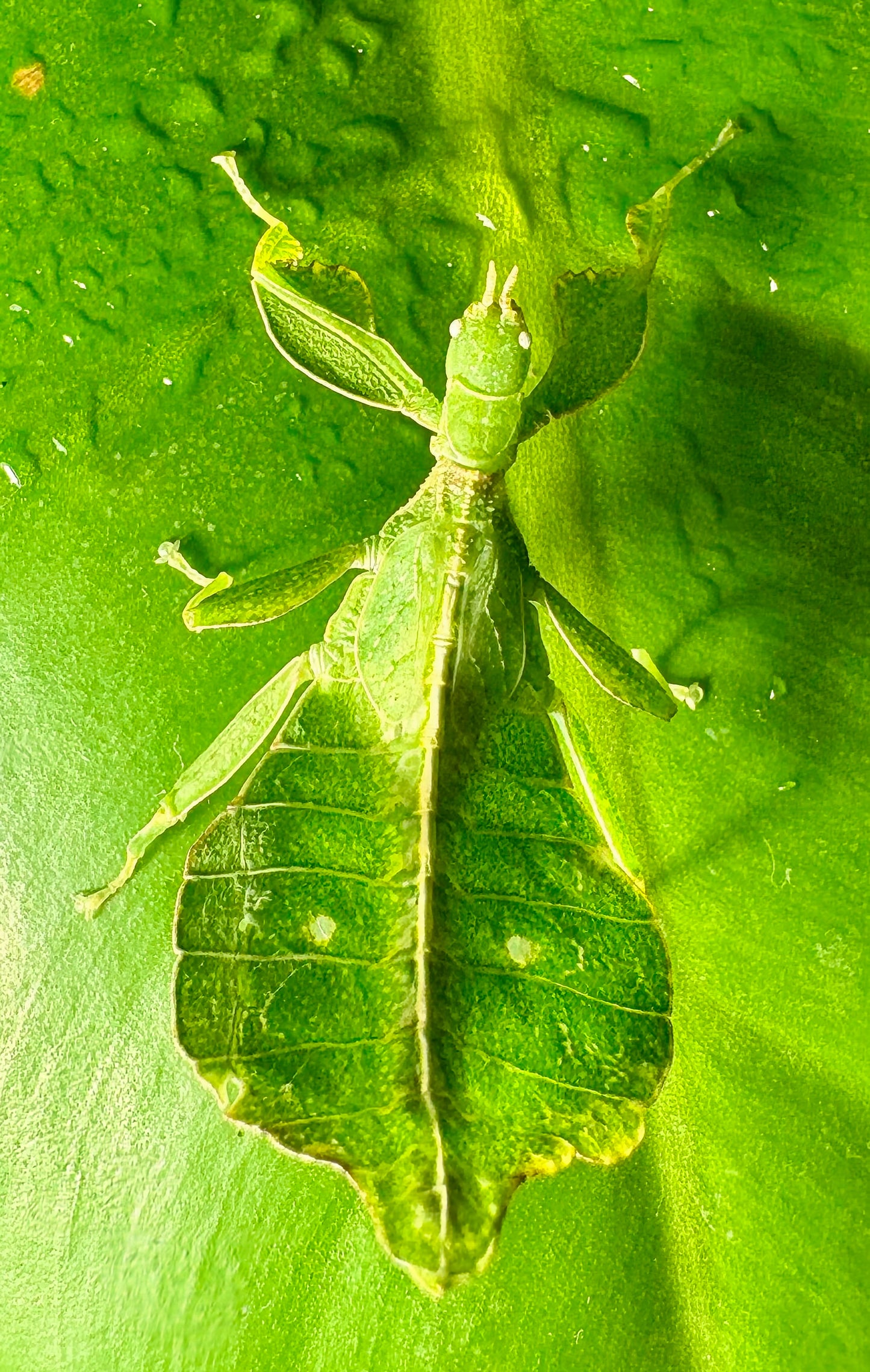 Phyllium gantungense "Rizal" Nymphs