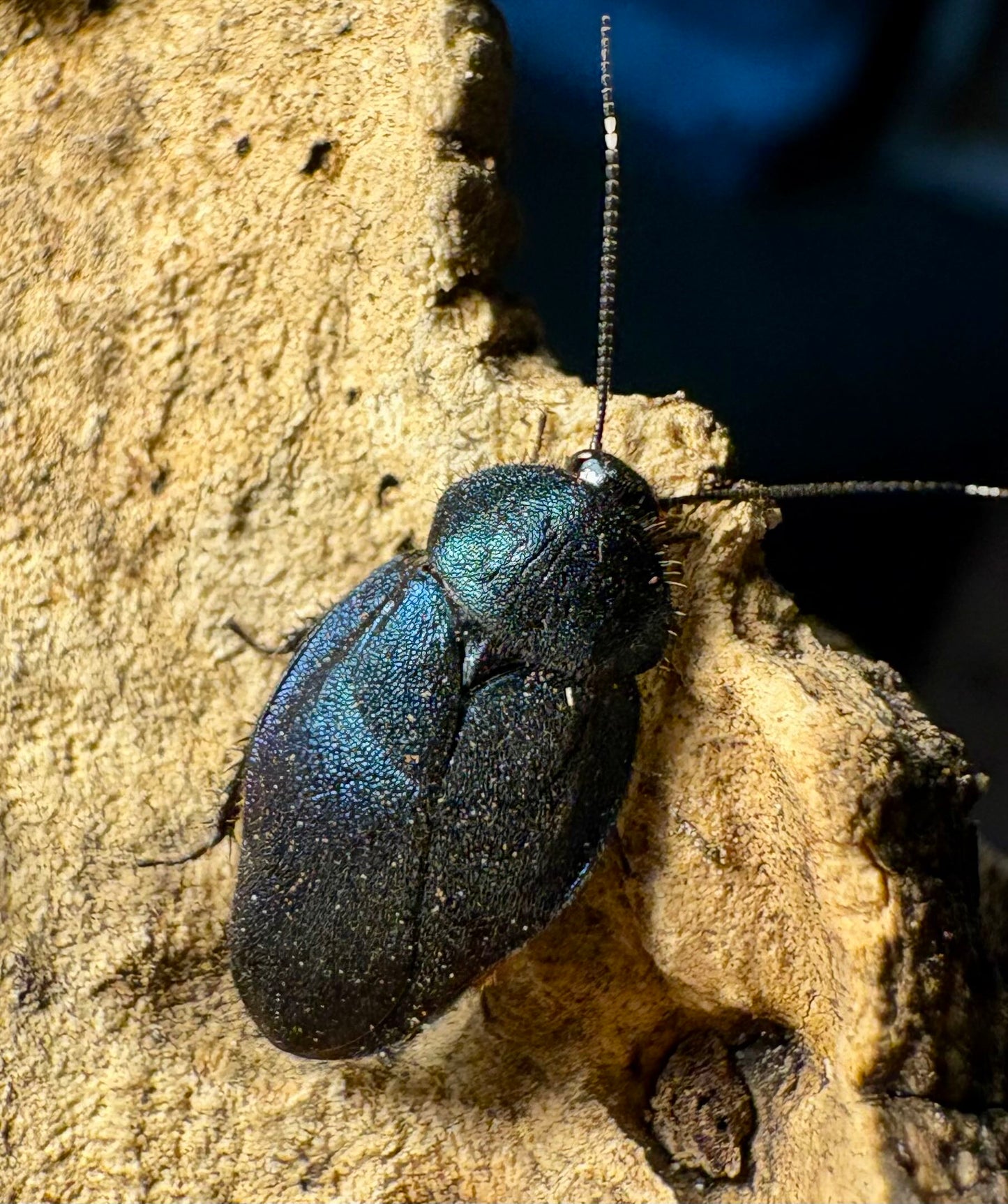 Sapphire Cockroach Nymphs