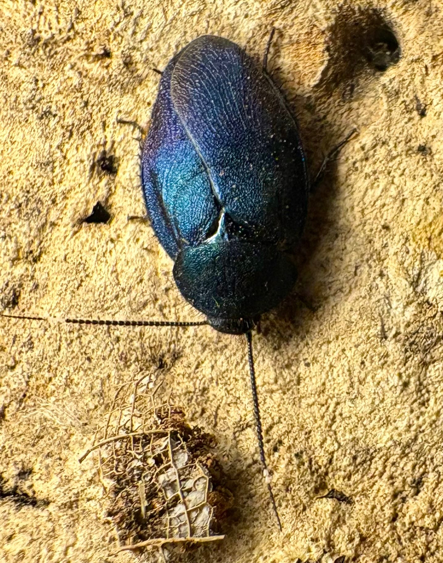 Sapphire Cockroach Nymphs