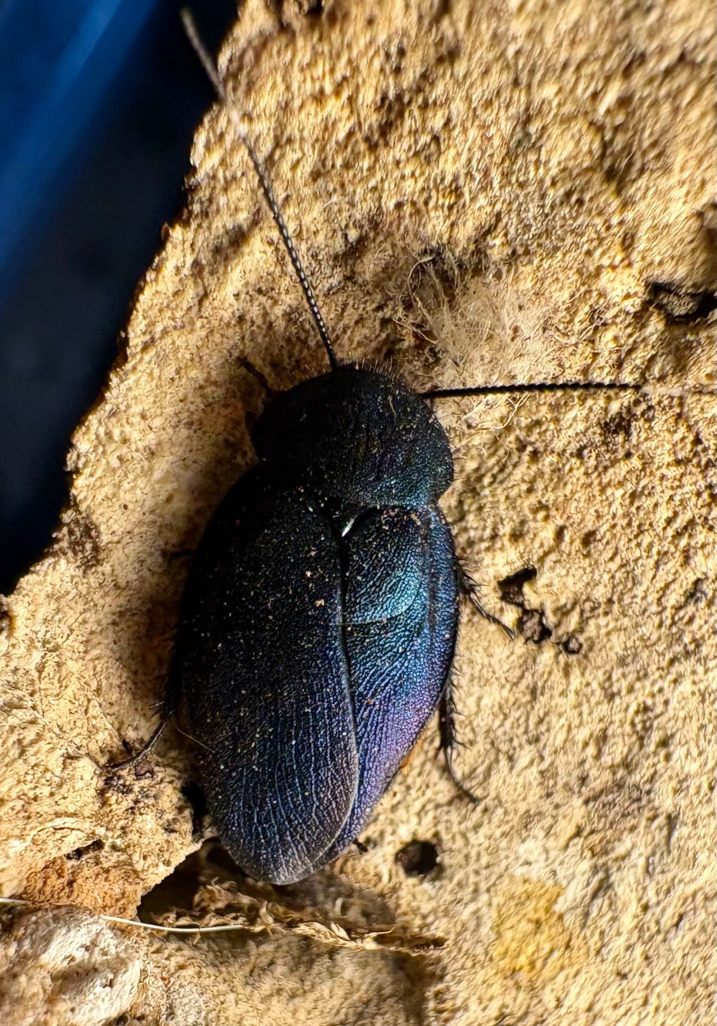 Sapphire Cockroach Nymphs