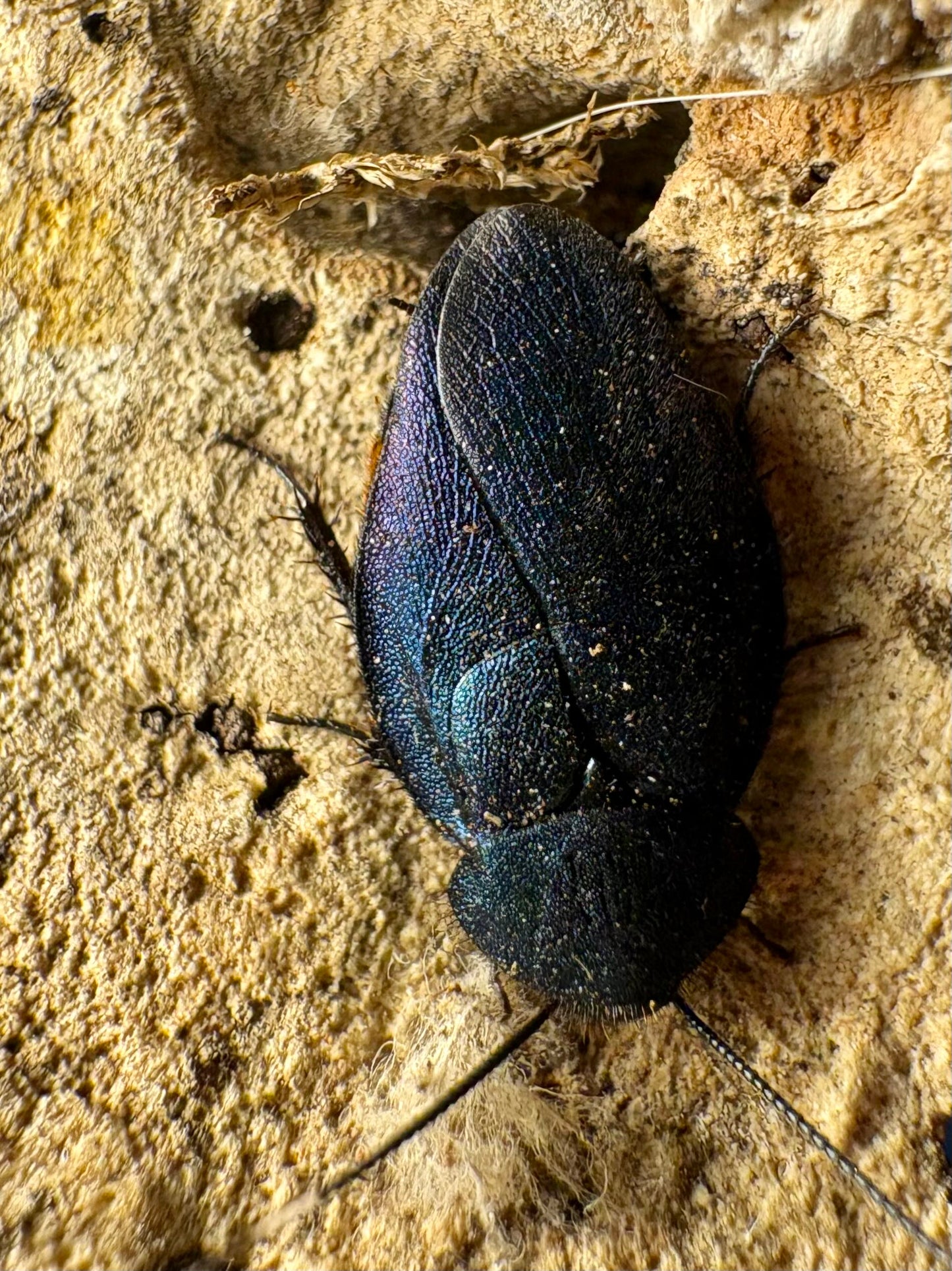 Sapphire Cockroach Nymphs