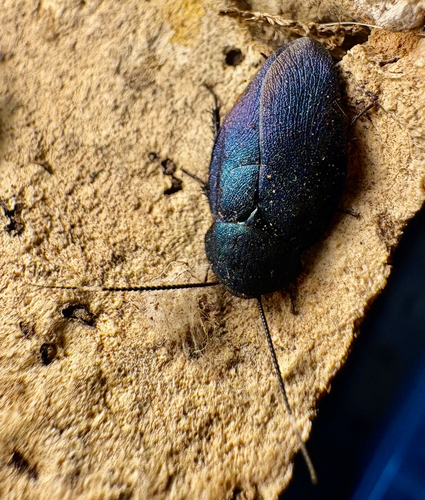 Sapphire Cockroach Nymphs