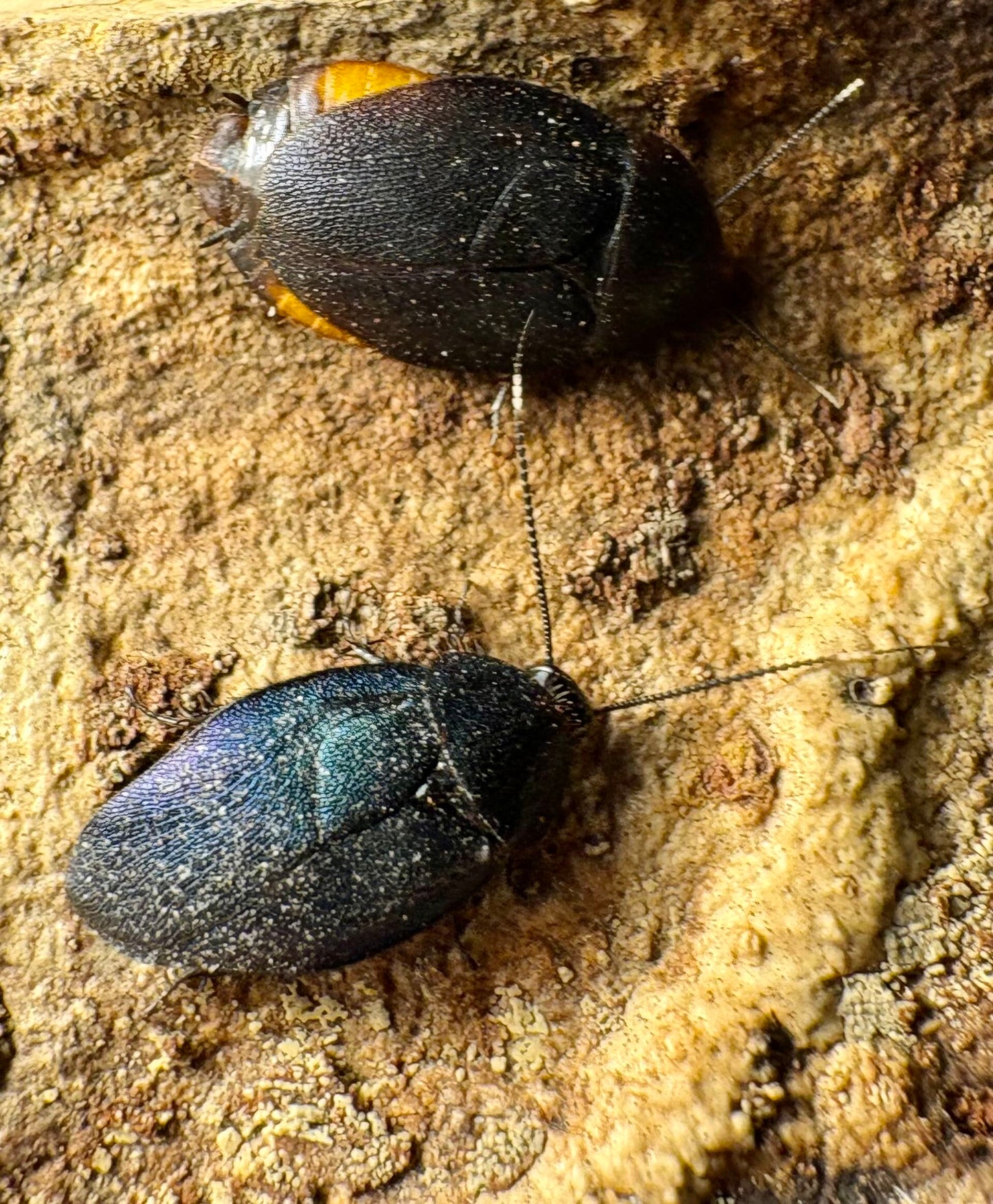 Sapphire Cockroach Nymphs