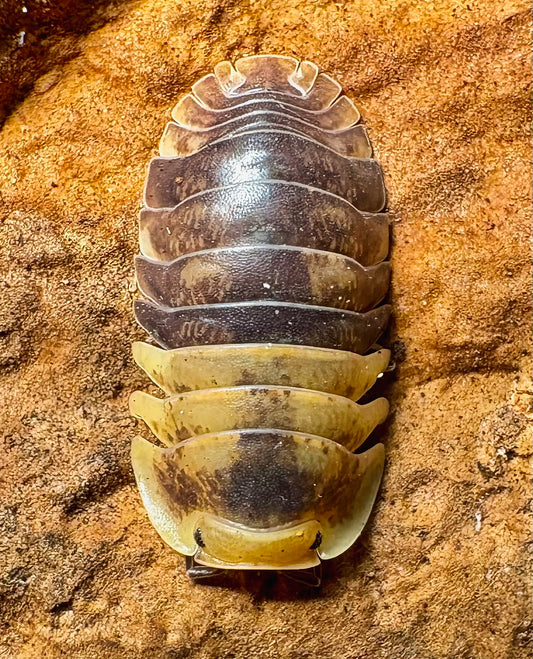 Filipinodillo sp "Batman"