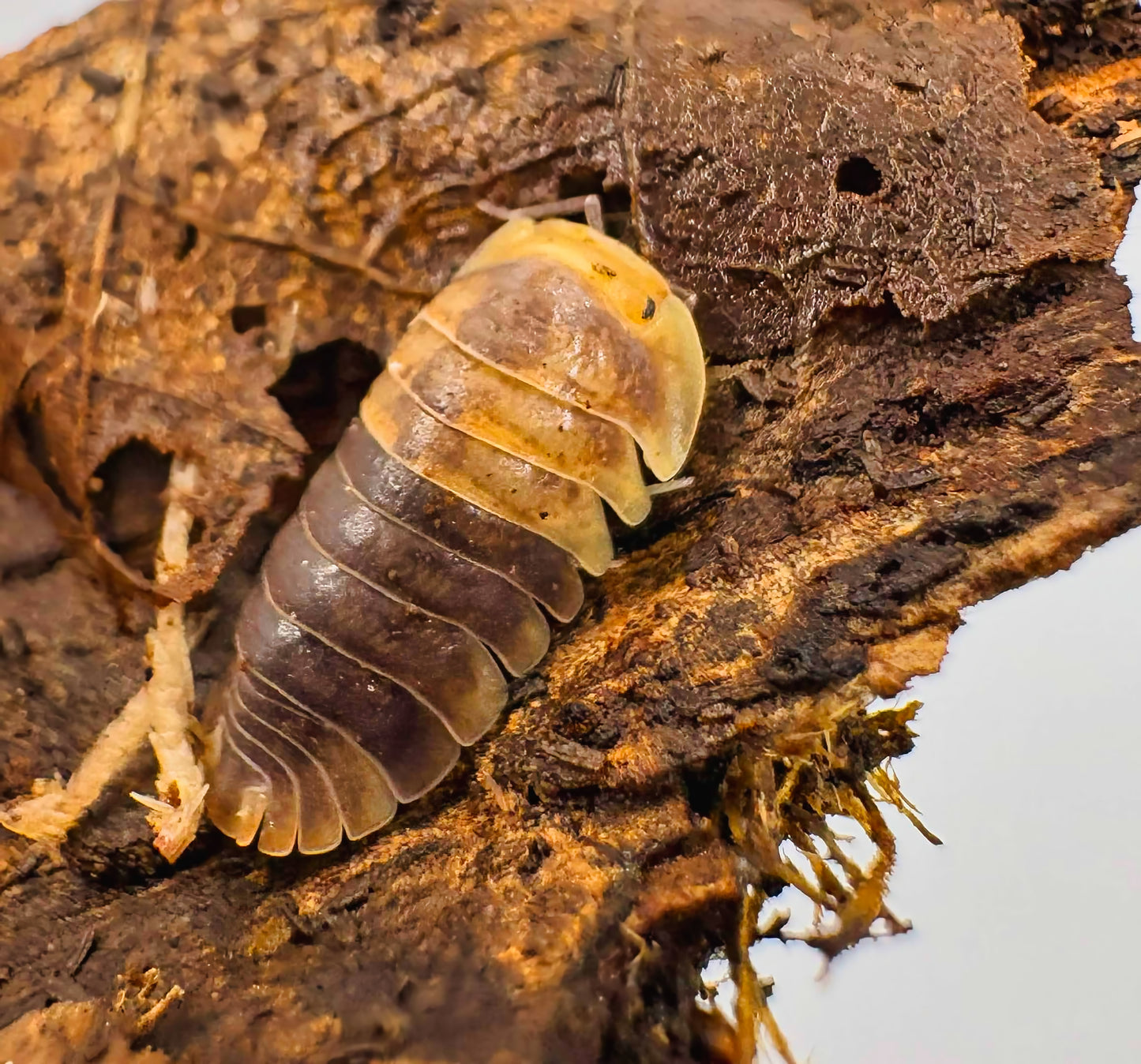 Filipinodillo sp "Batman"