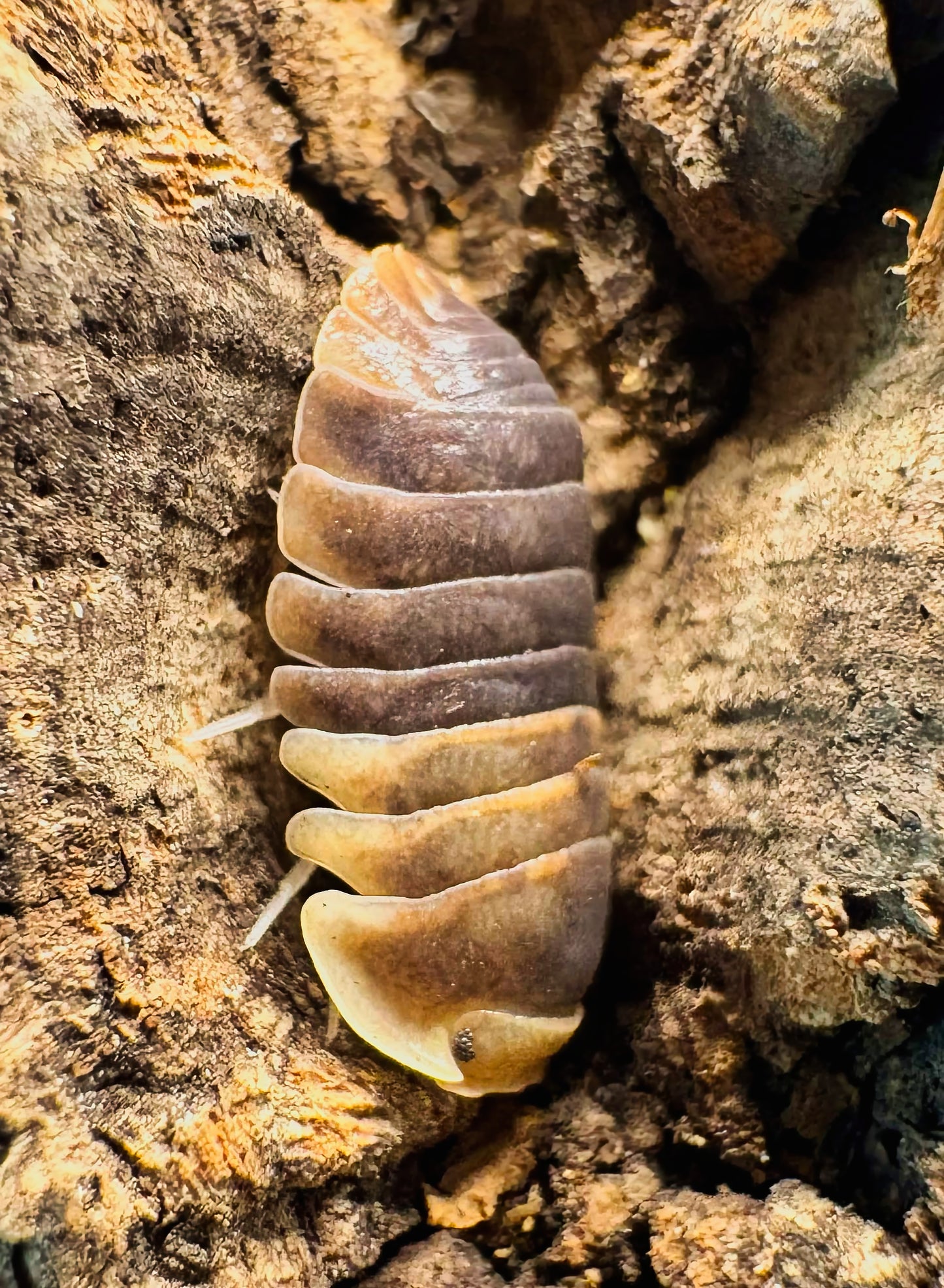 Filipinodillo sp "Batman"