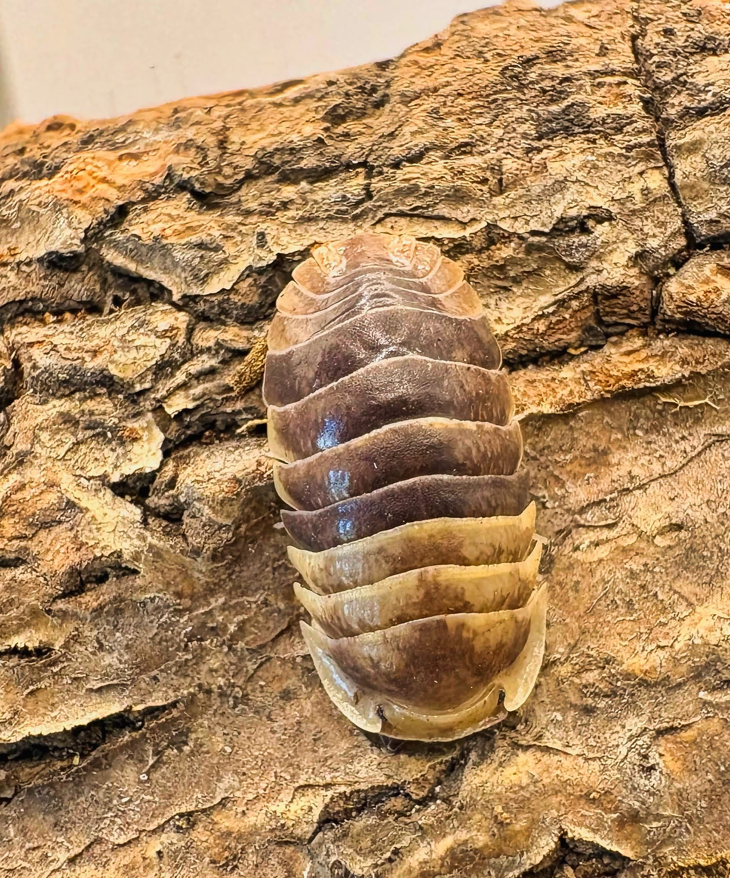 Filipinodillo sp "Batman"
