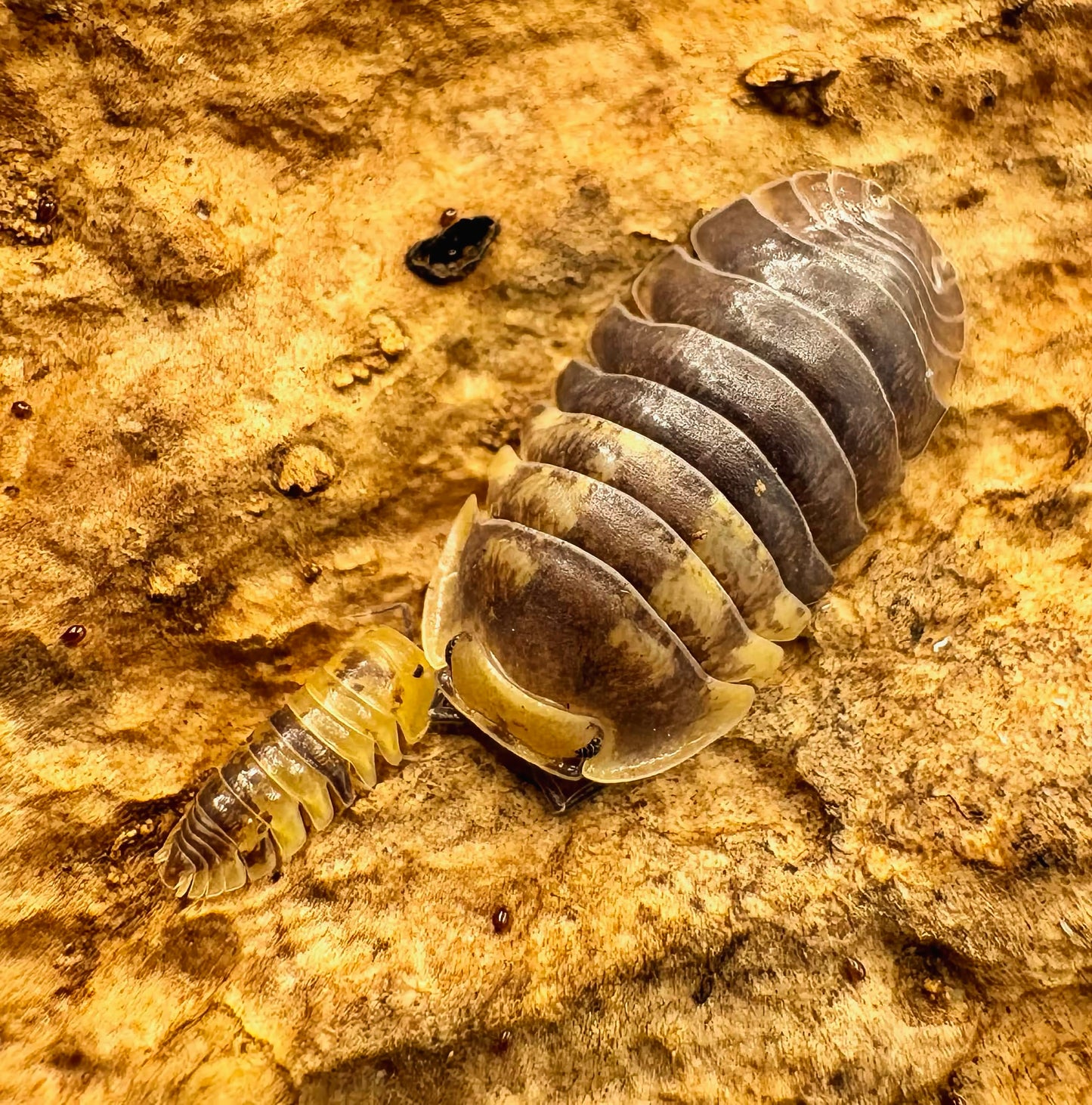 Filipinodillo sp "Batman"