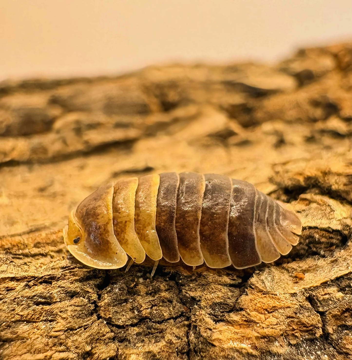 Filipinodillo sp "Batman"