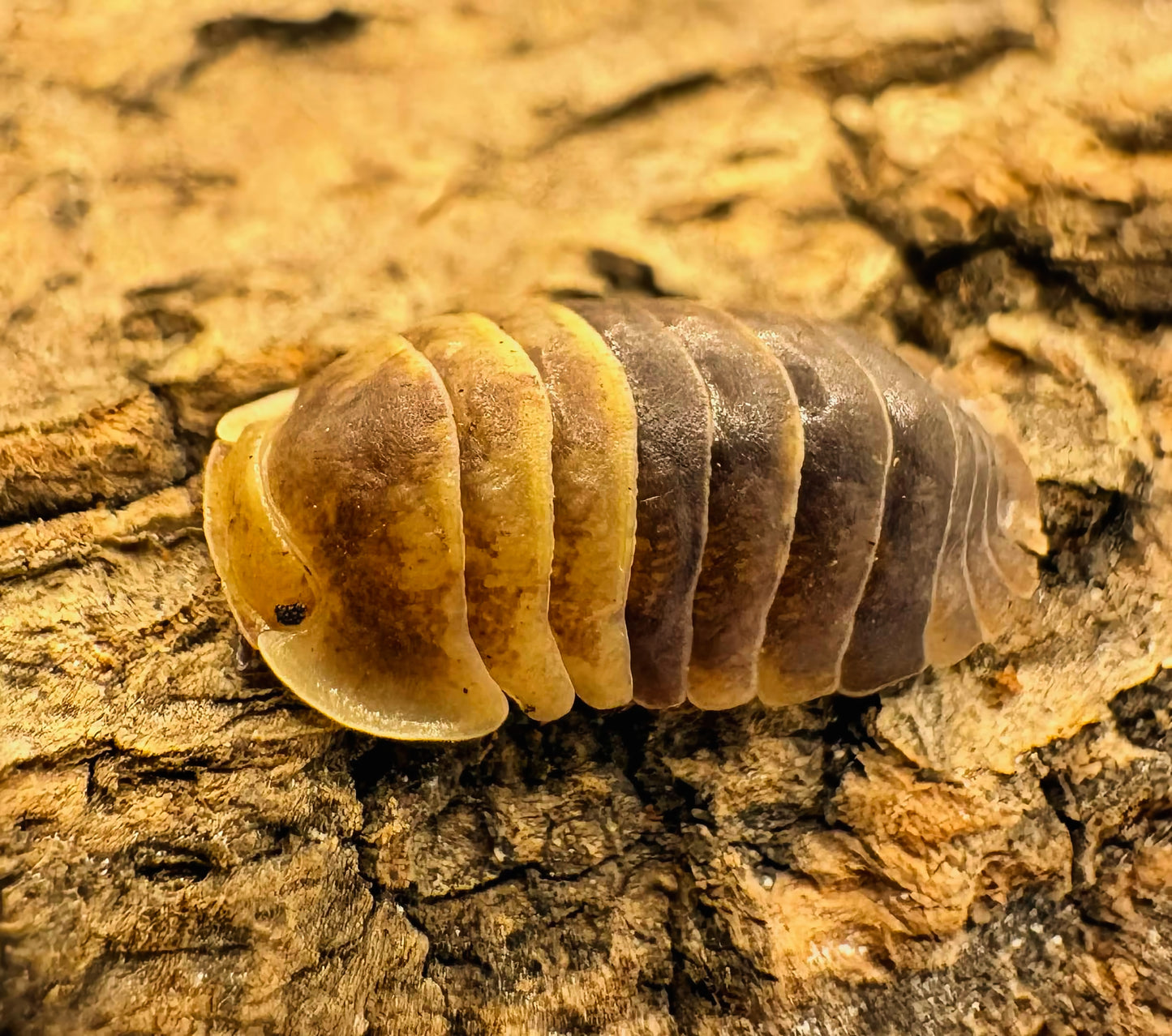 Filipinodillo sp "Batman"
