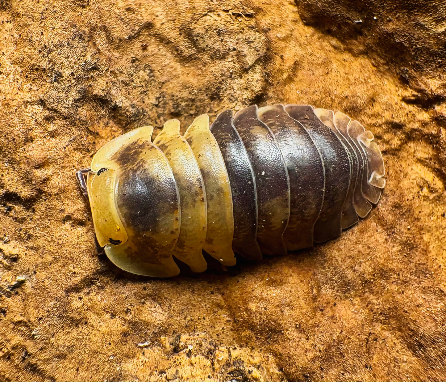 Filipinodillo sp "Batman"