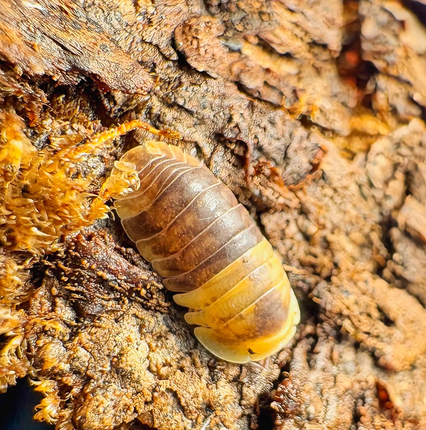 Filipinodillo sp "Batman"