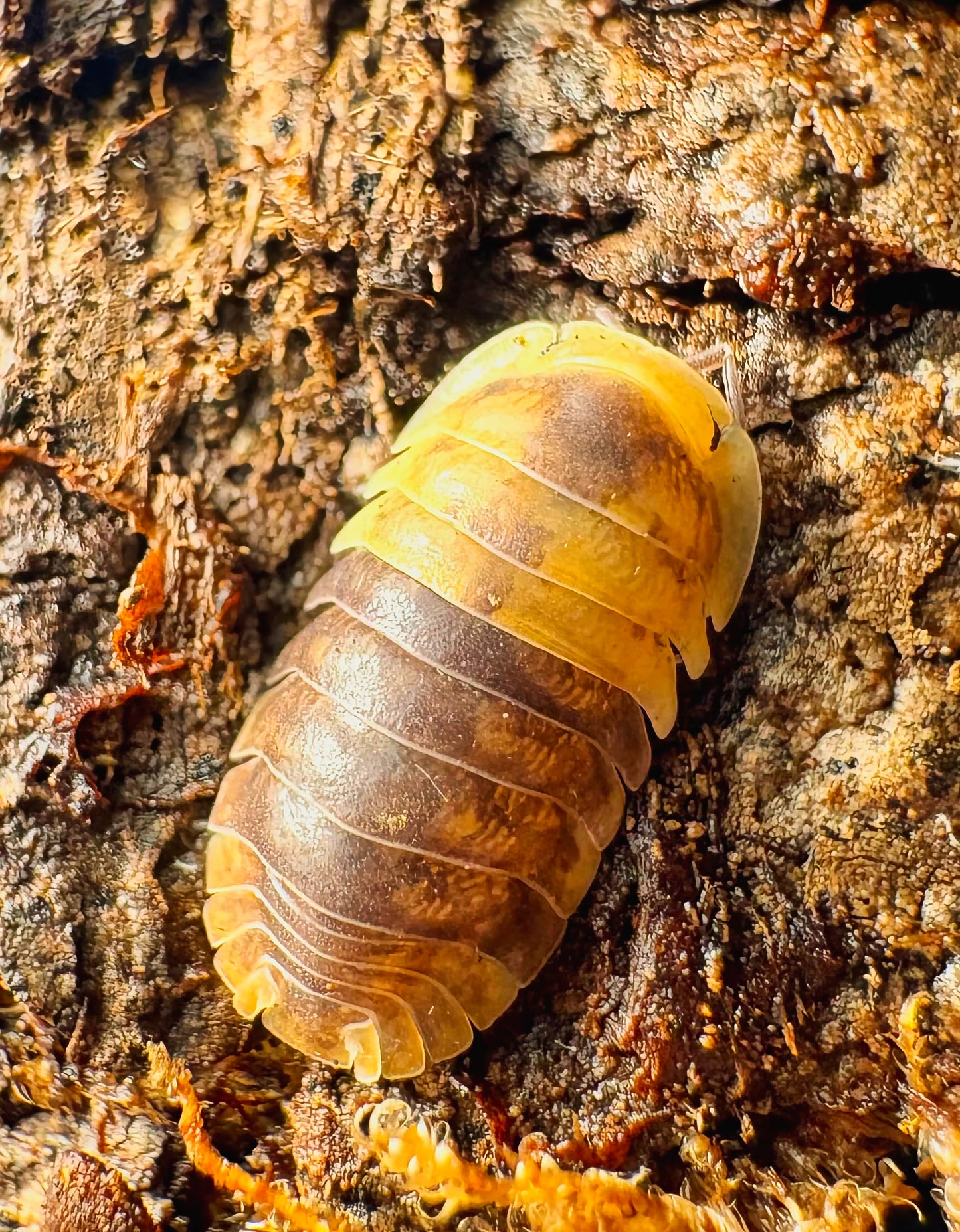 Filipinodillo sp "Batman"