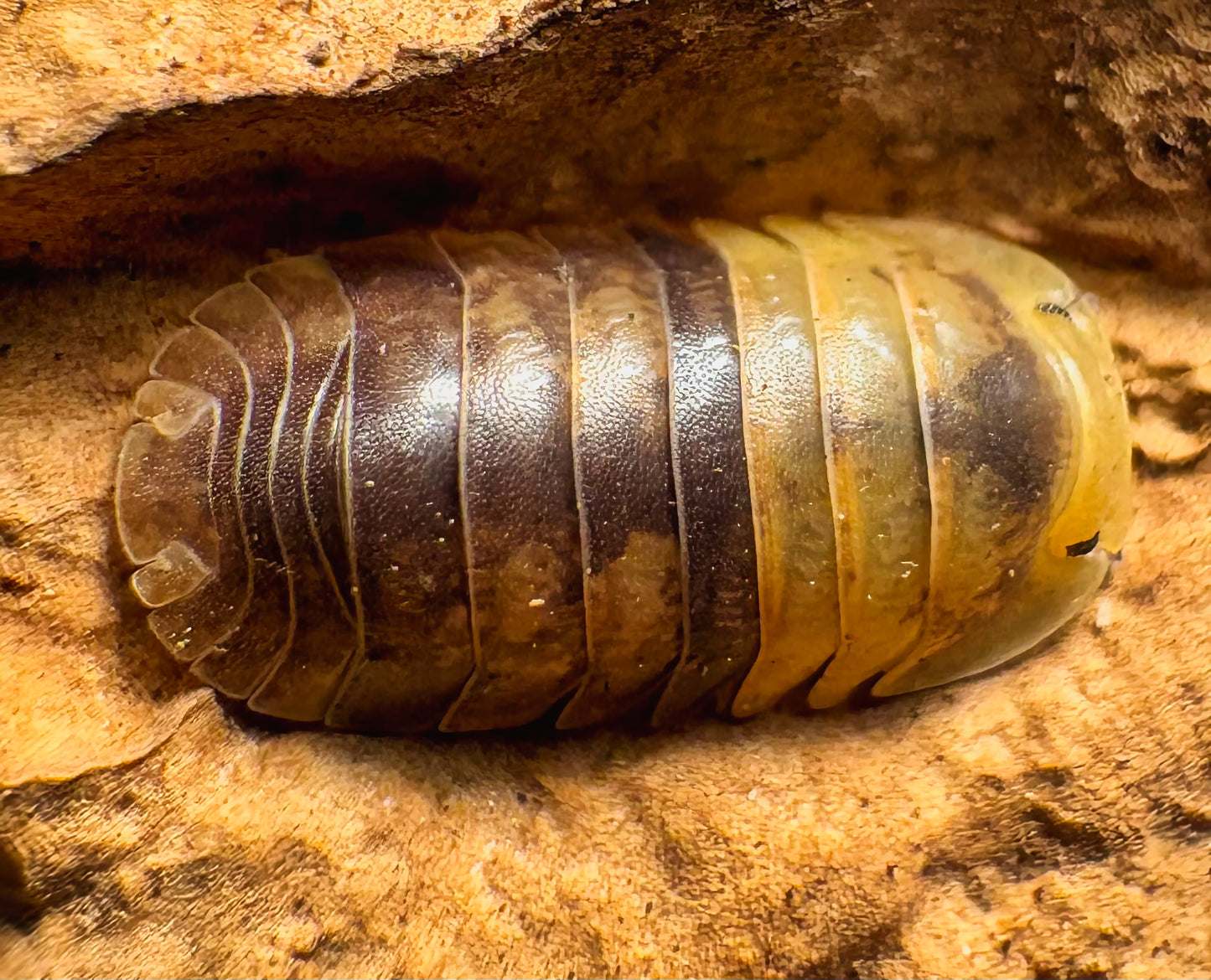 Filipinodillo sp "Batman"