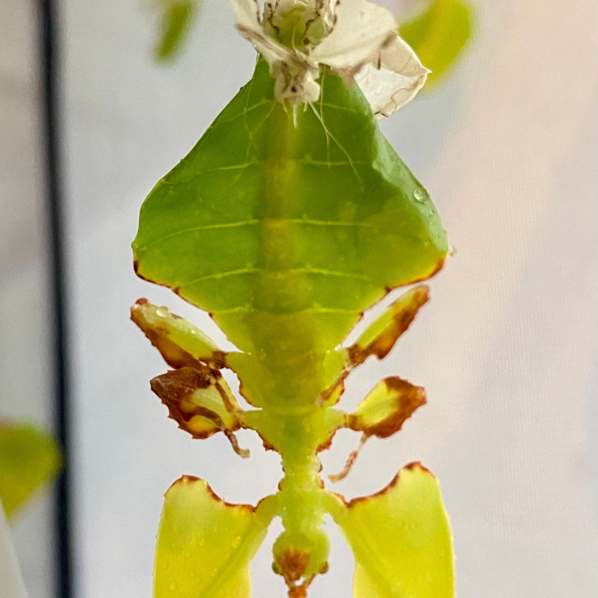 How do phasmids grow? The process of moulting