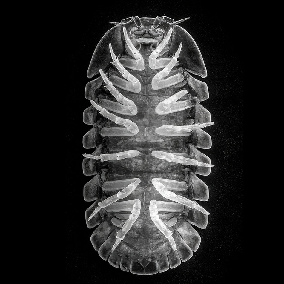 Underside