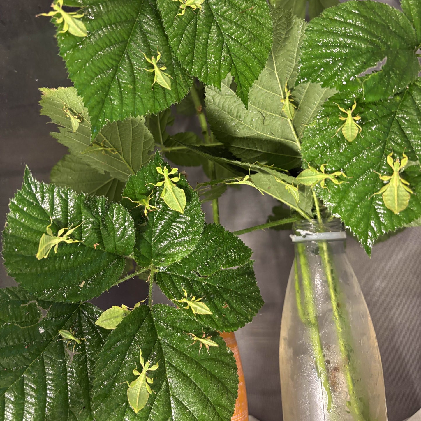 Phyllium letiranti "Tataba" Nymphs