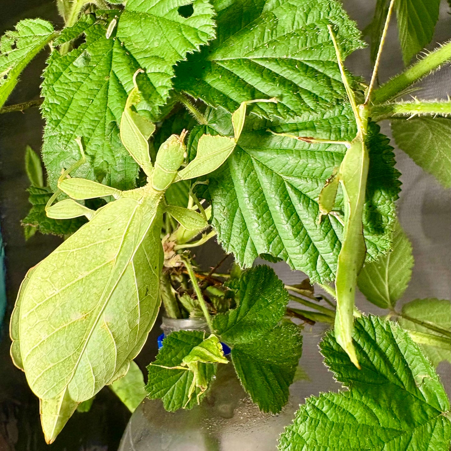 Phyllium gantungense "Rizal" Nymphs