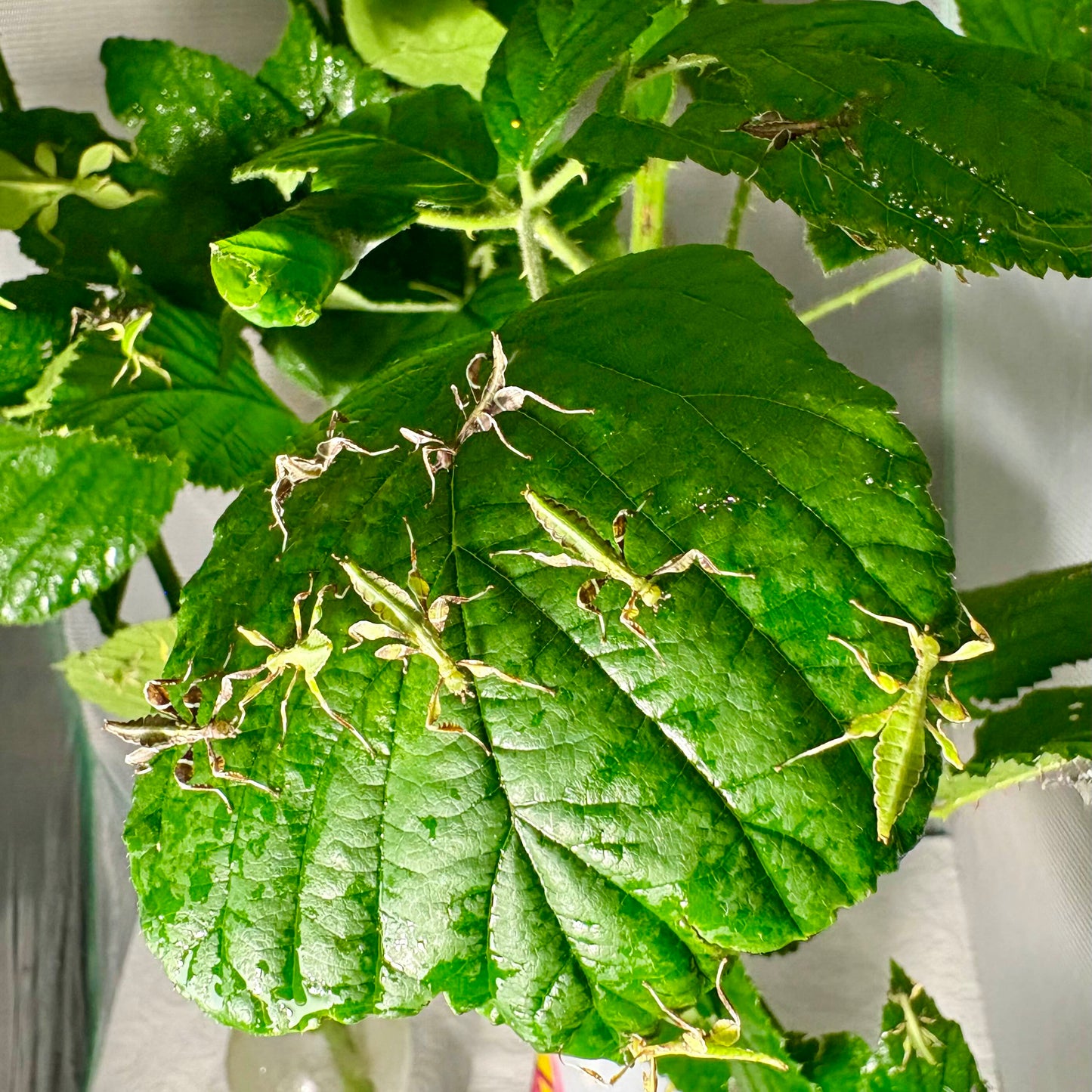 Phyllium philippinicum Nymphs