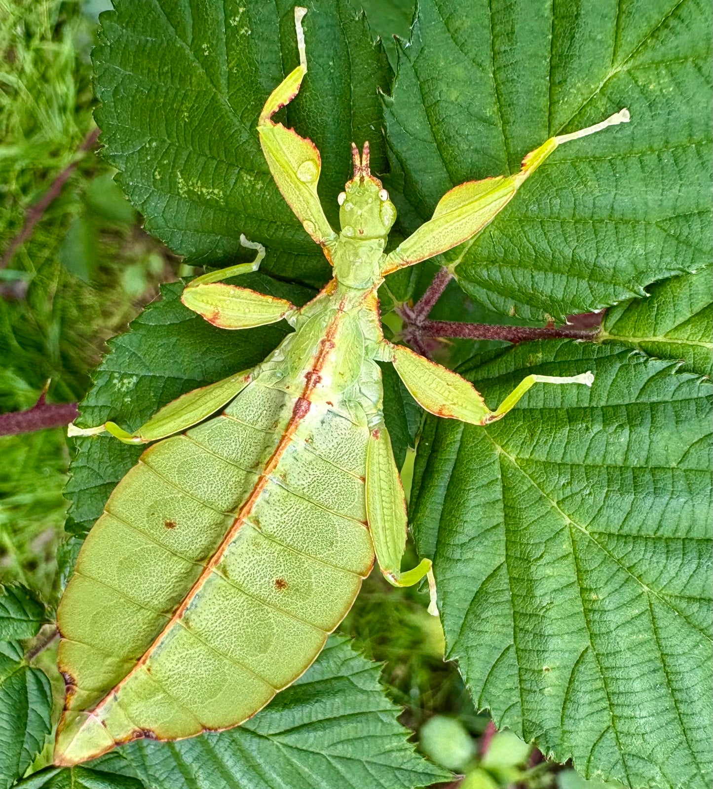 Phyllium elegans "Nanga Nanga" Nymphs