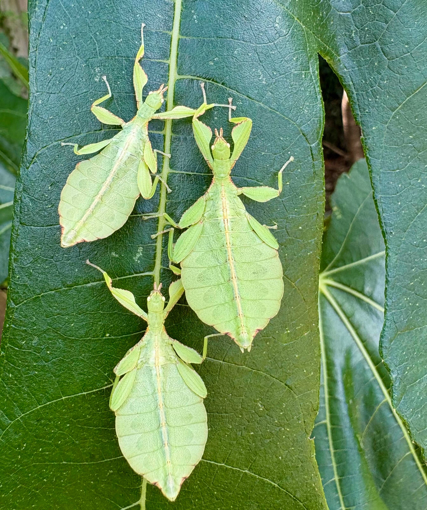 Phyllium elegans "Nanga Nanga" Nymphs
