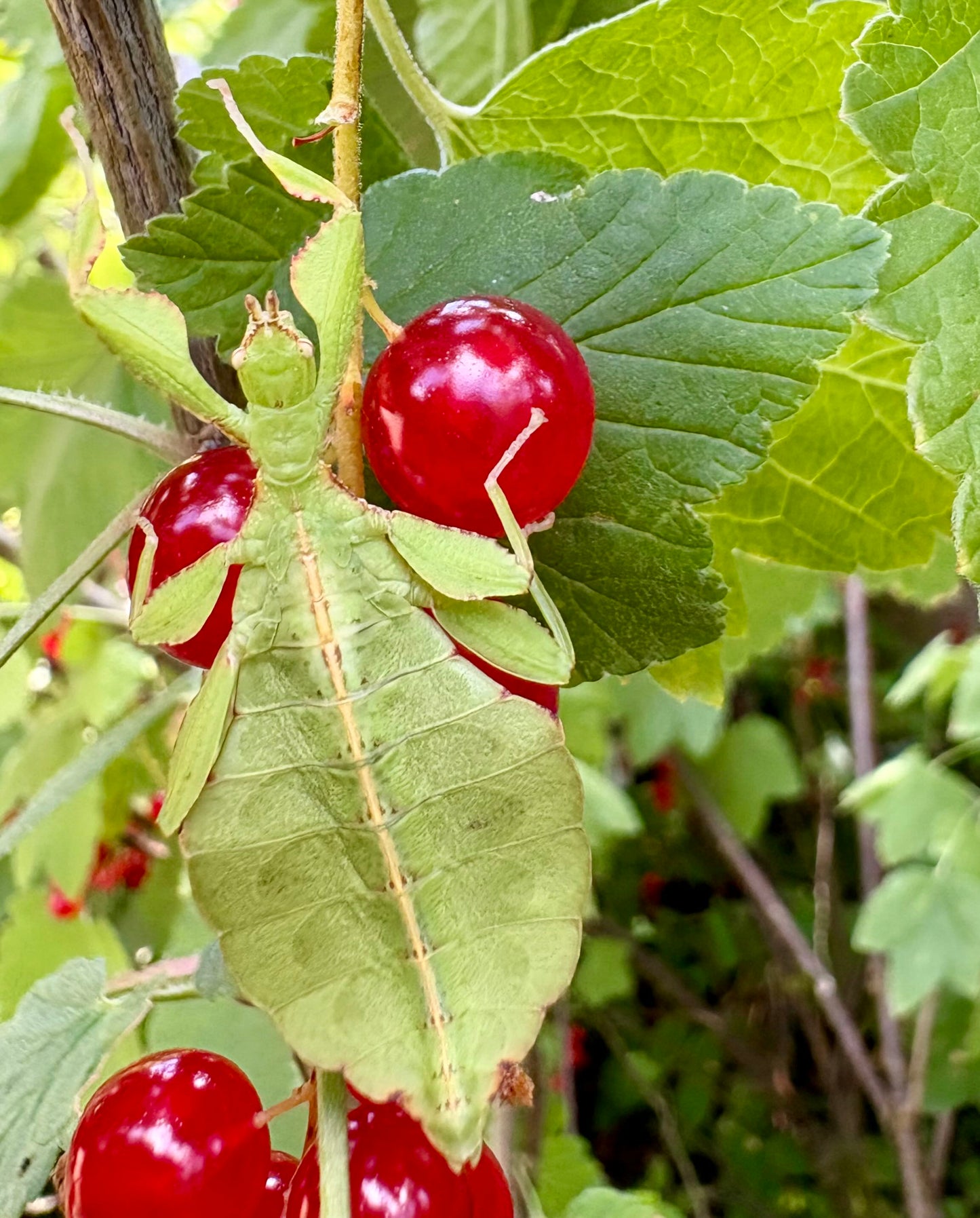 Phyllium elegans "Nanga Nanga" Nymphs