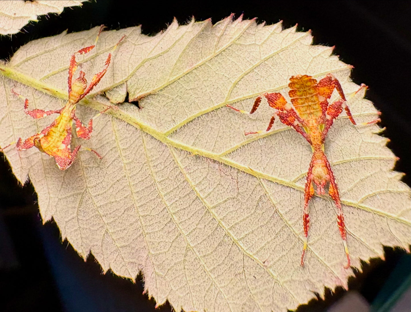 Phyllium elegans "Nanga Nanga" Nymphs