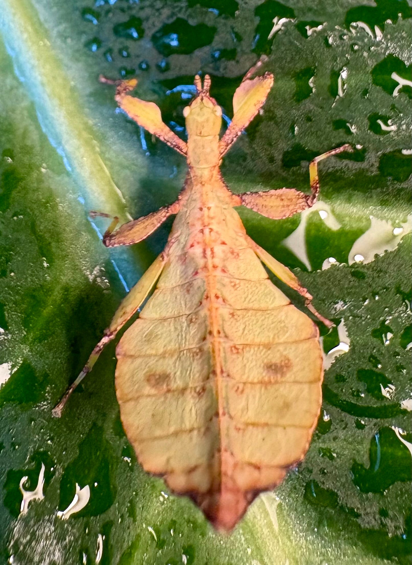 Phyllium elegans "Nanga Nanga" Nymphs