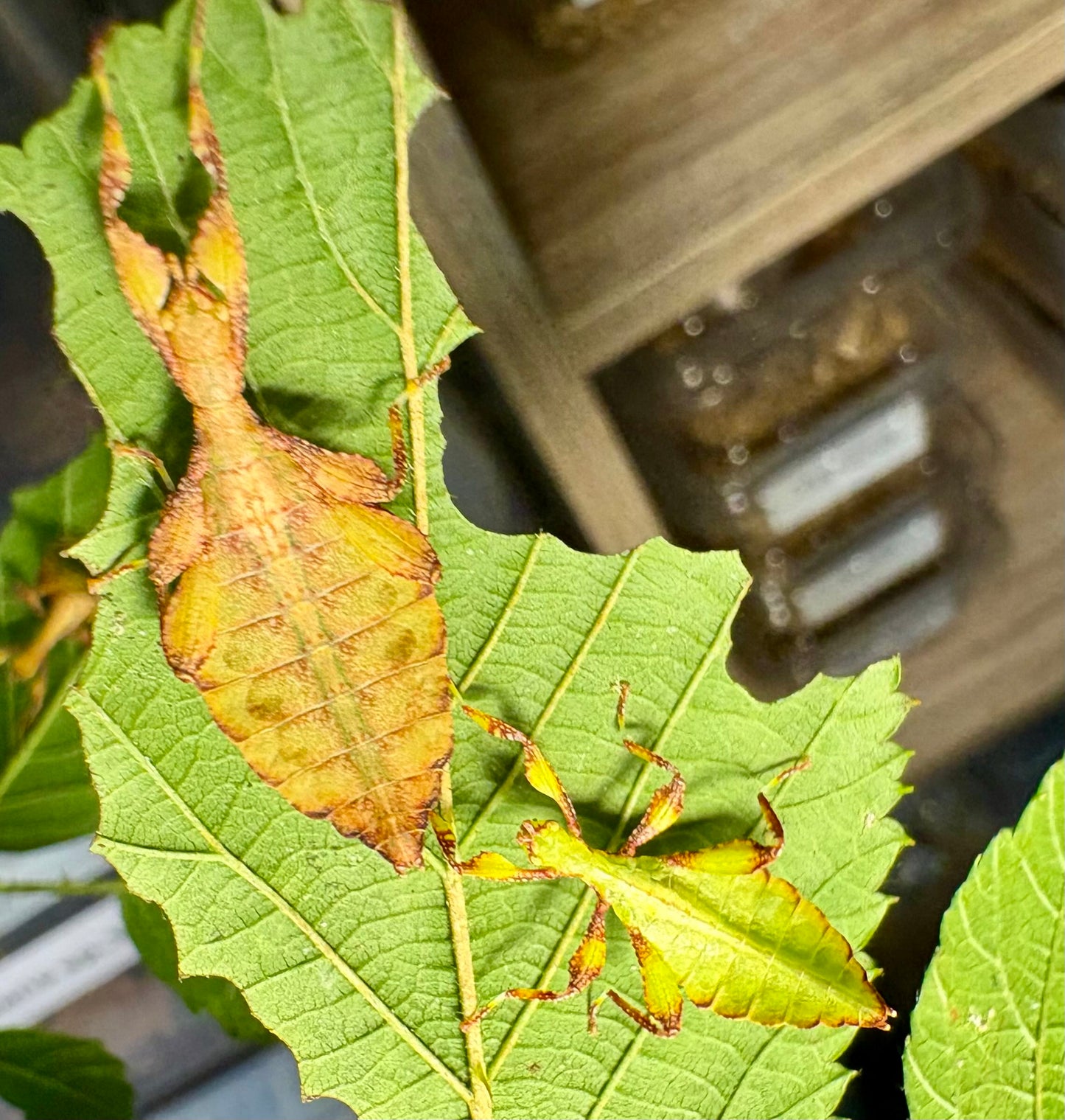 Phyllium elegans "Nanga Nanga" Nymphs