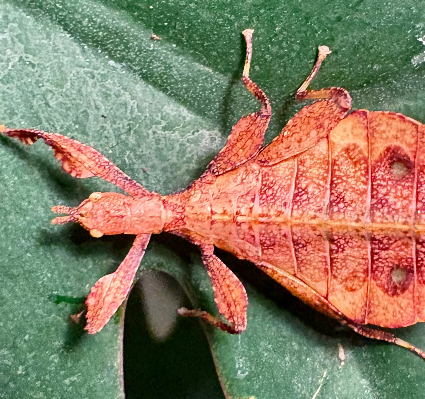 Phyllium elegans "Nanga Nanga" Nymphs
