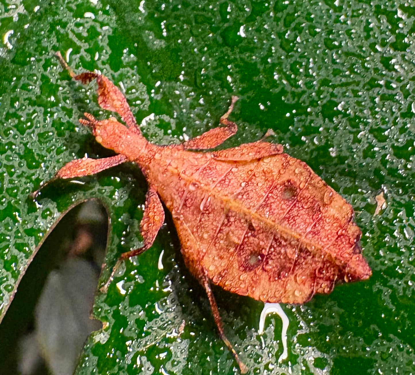 Phyllium elegans "Nanga Nanga" Nymphs