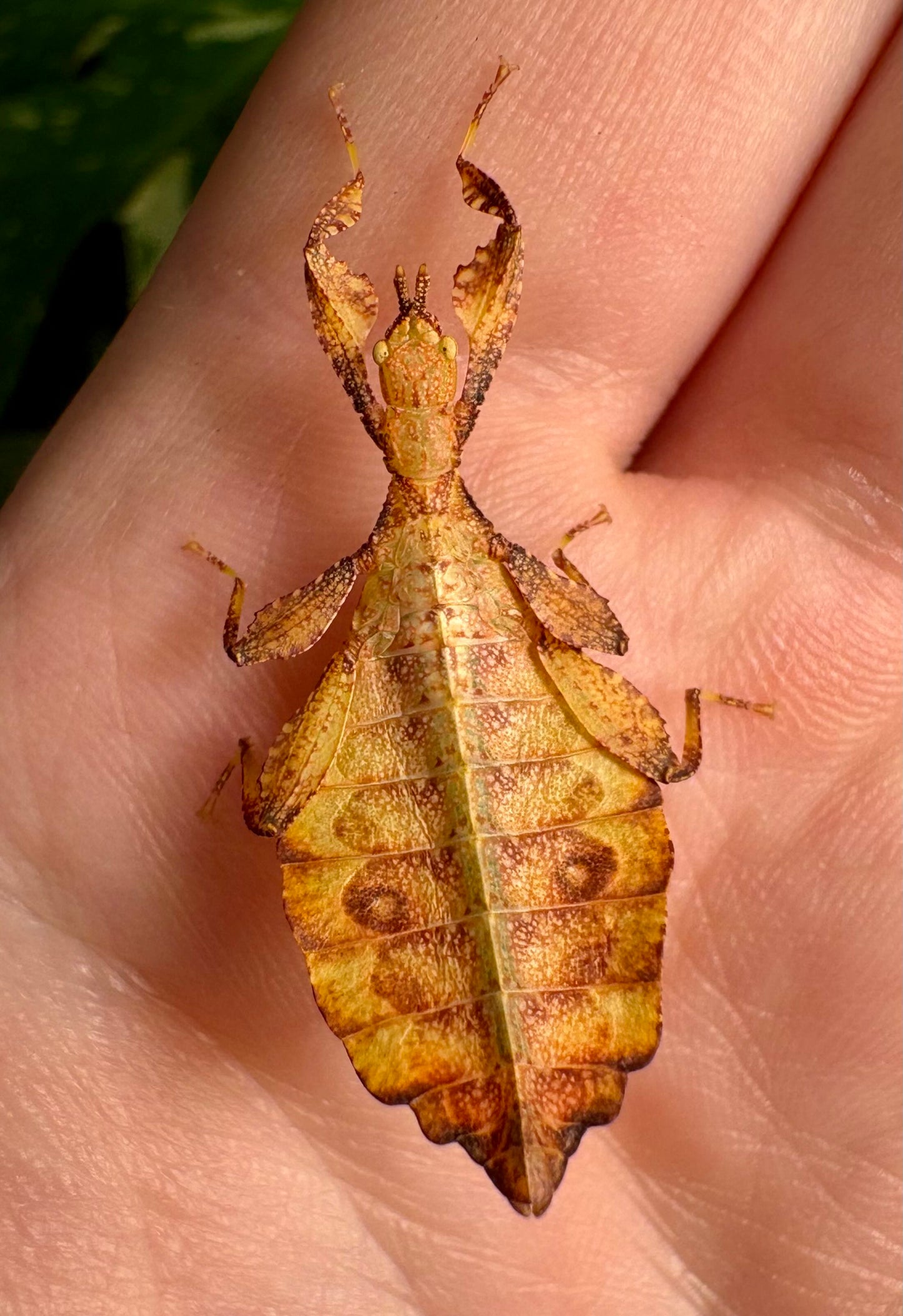 Phyllium elegans "Nanga Nanga" Nymphs