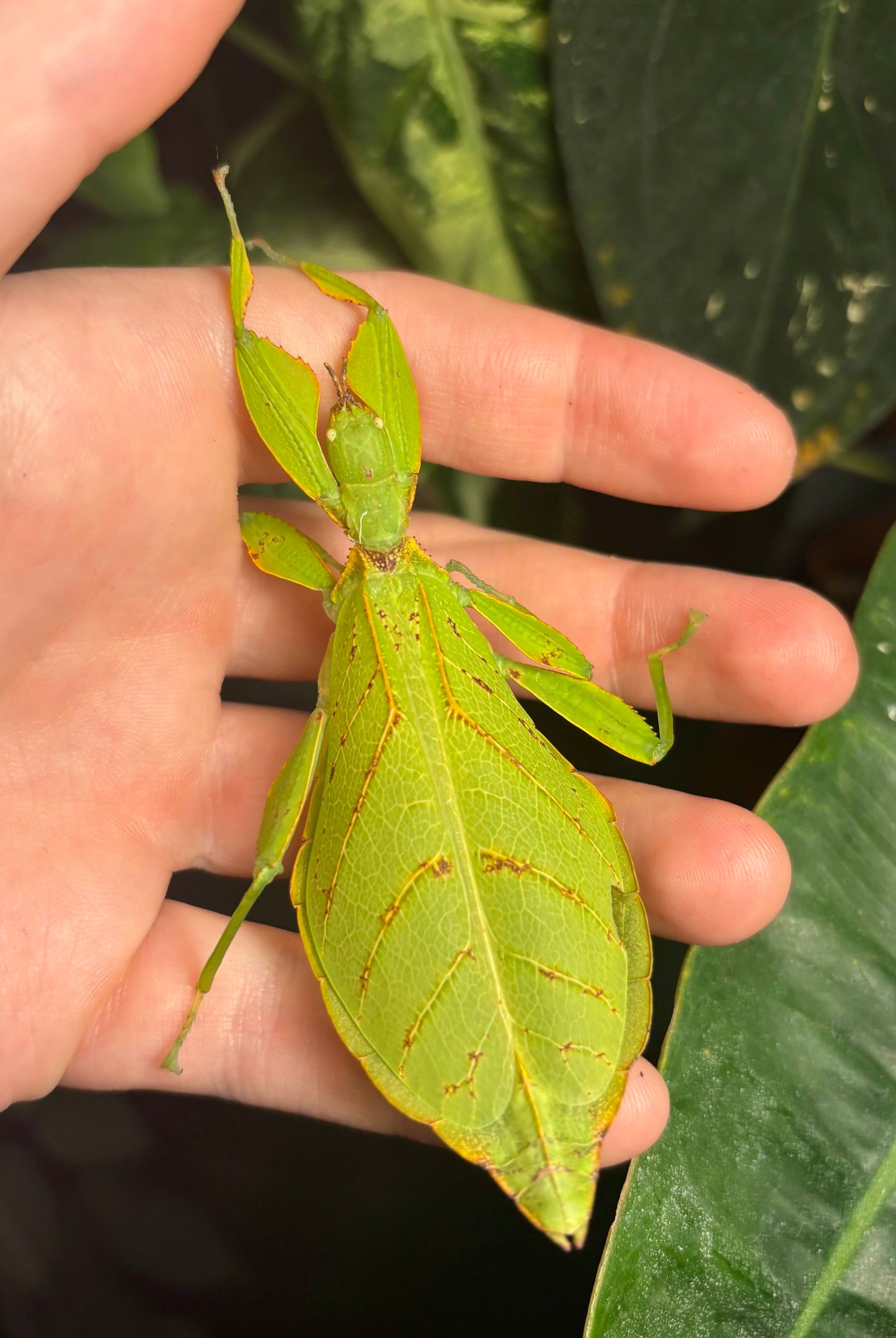 Phyllium elegans "Nanga Nanga" Nymphs