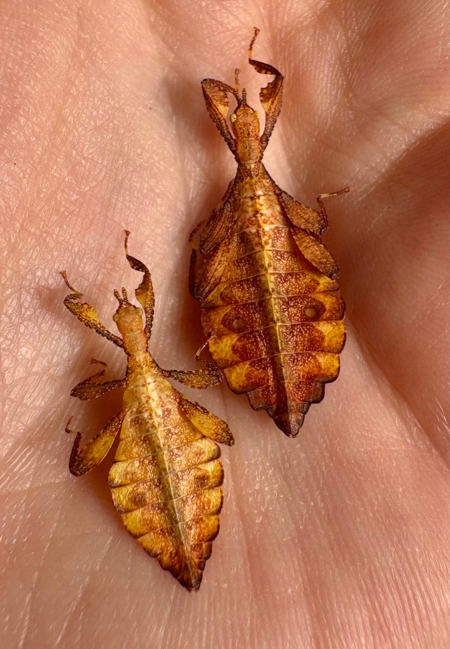 Phyllium elegans "Nanga Nanga" Nymphs