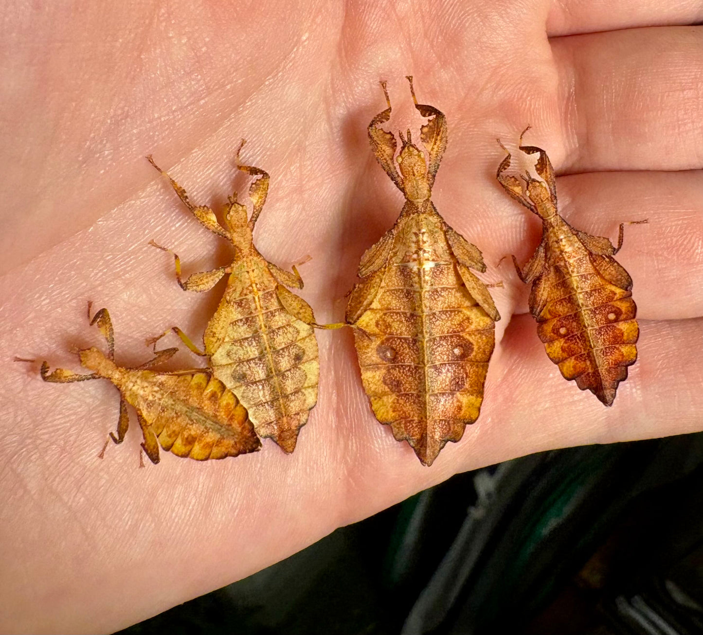 Phyllium elegans "Nanga Nanga" Nymphs