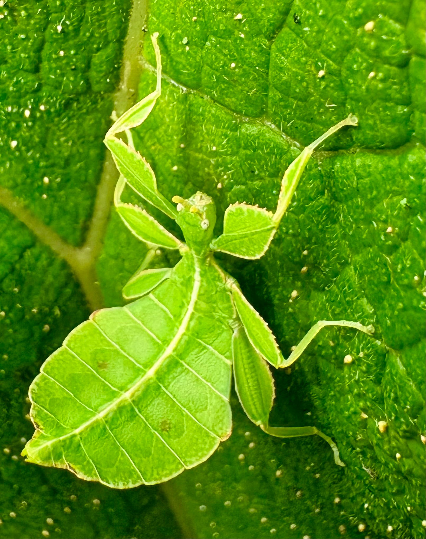 Phyllium philippinicum Nymphs