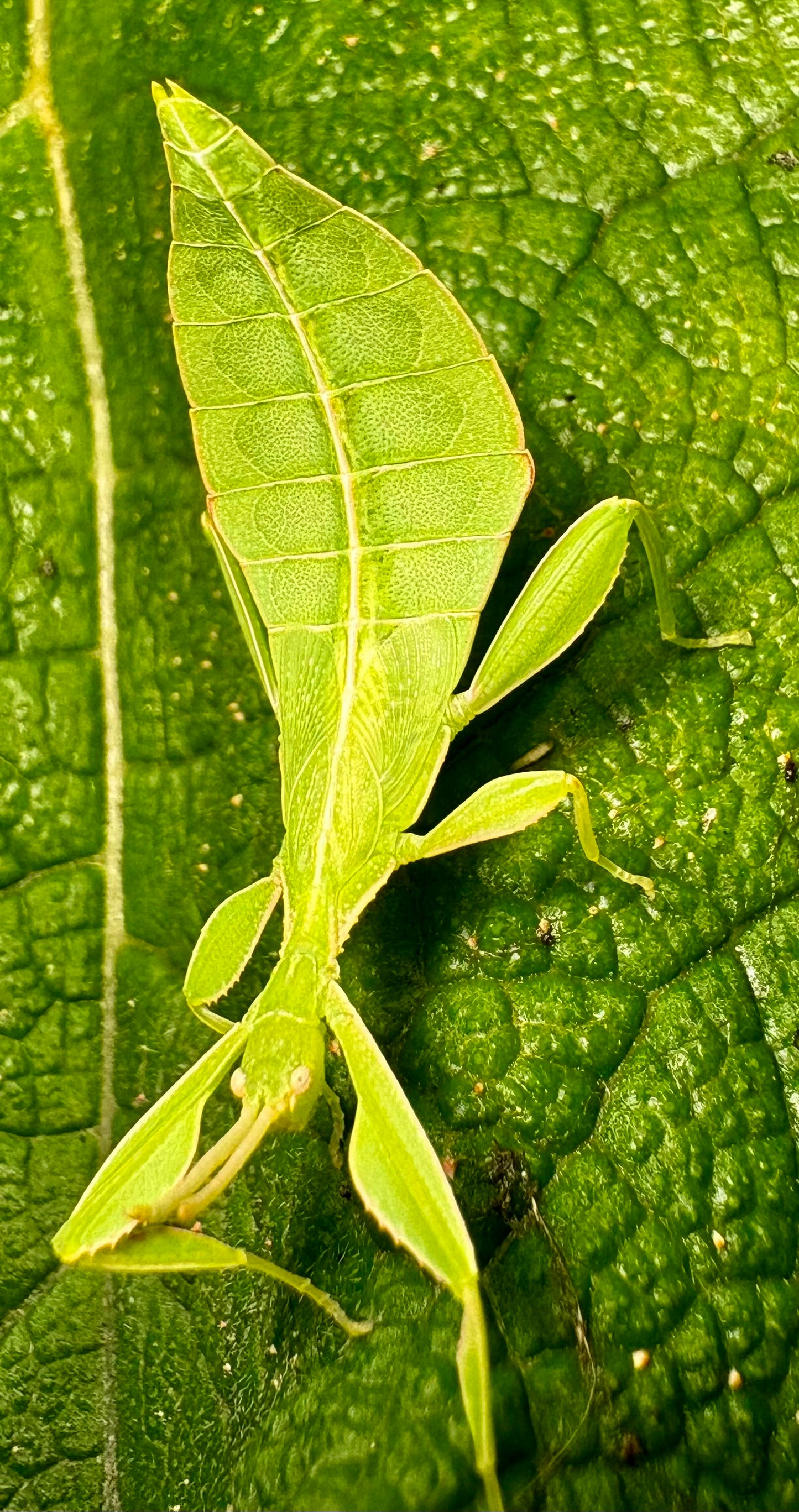 Phyllium philippinicum Nymphs