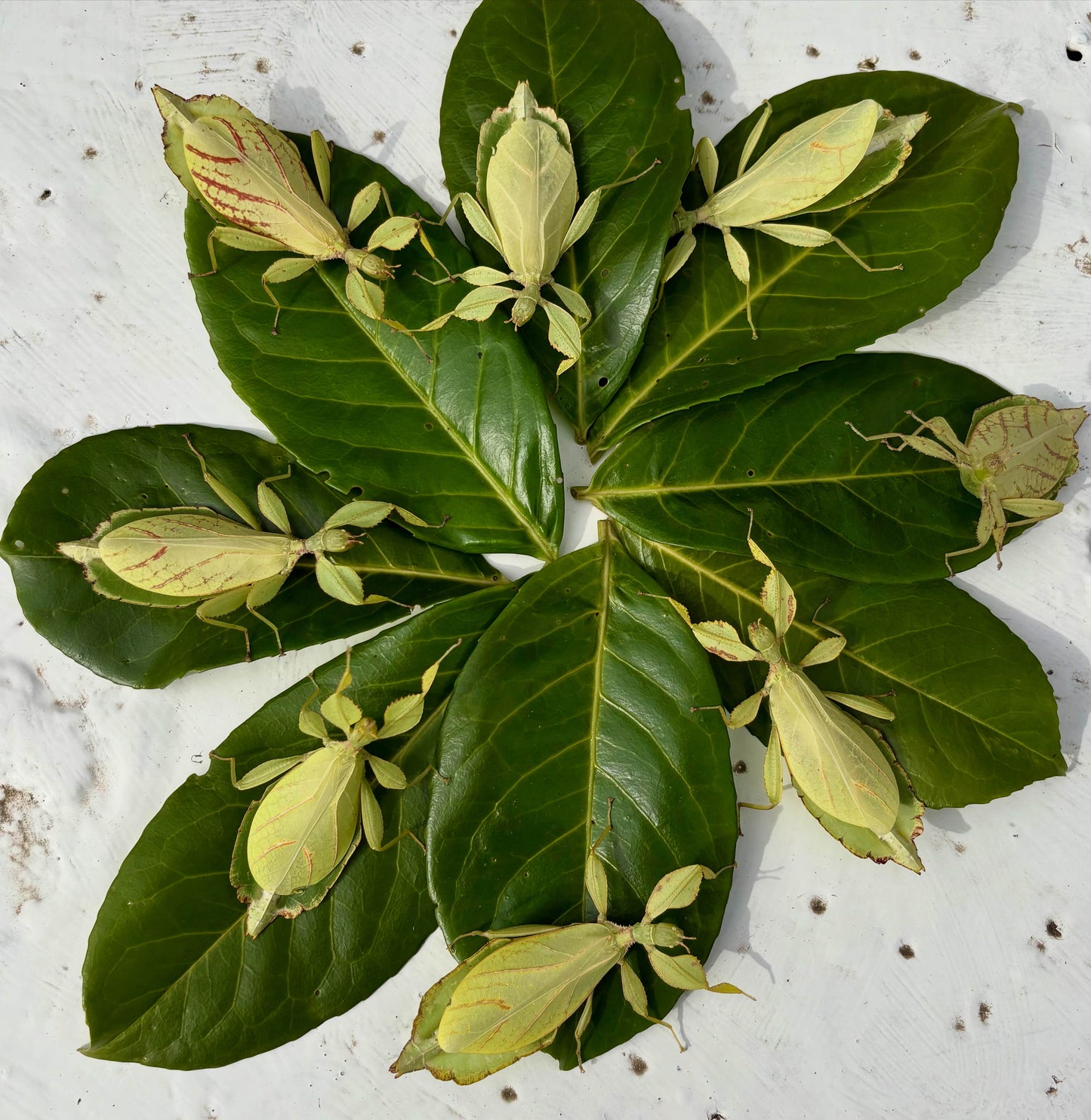 Phyllium philippinicum Nymphs