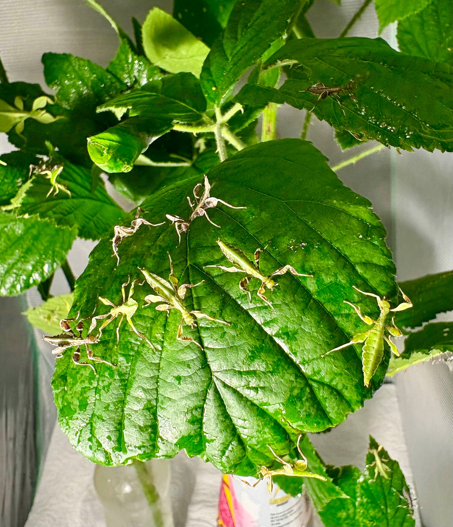 Phyllium philippinicum Nymphs