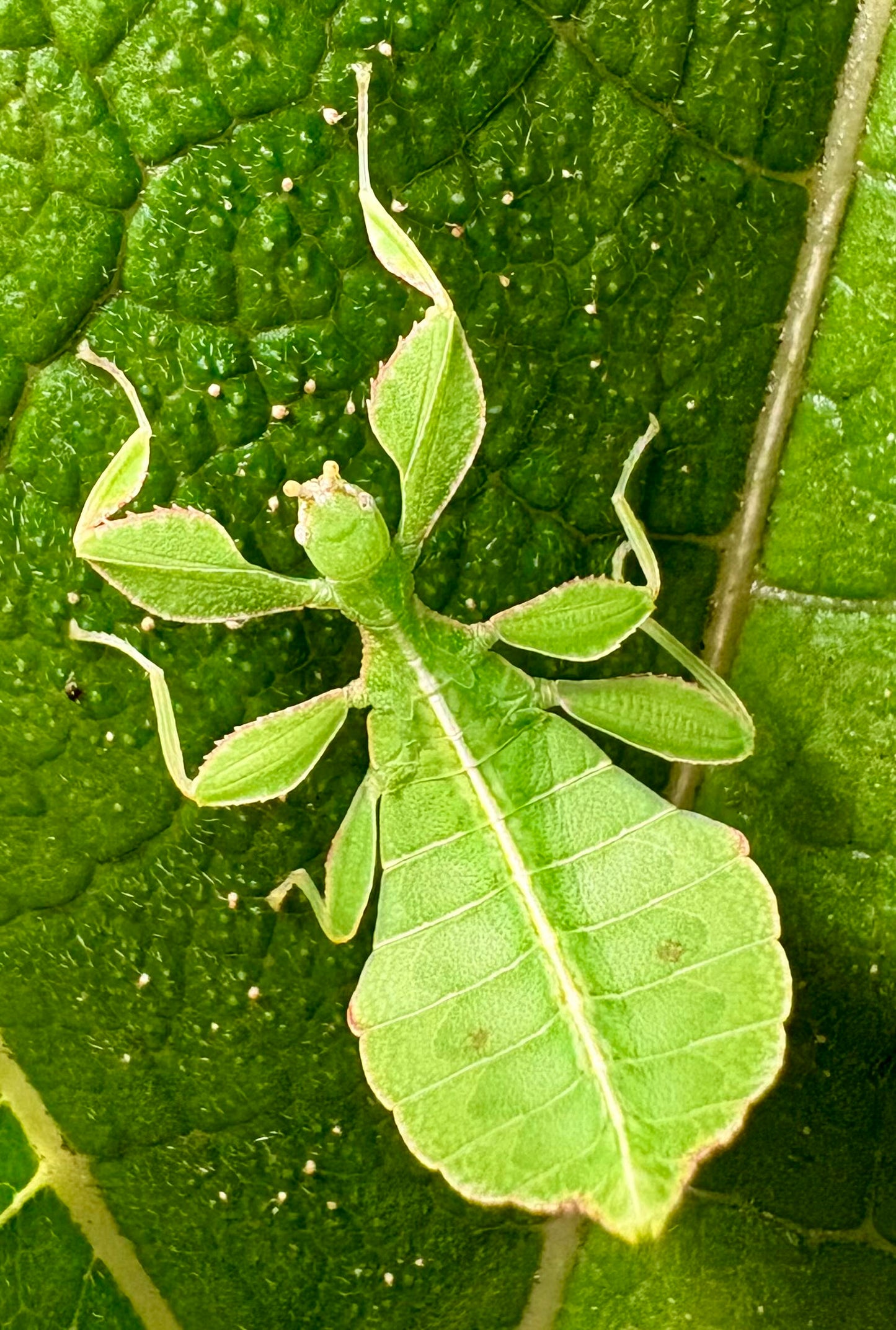 Phyllium philippinicum Nymphs