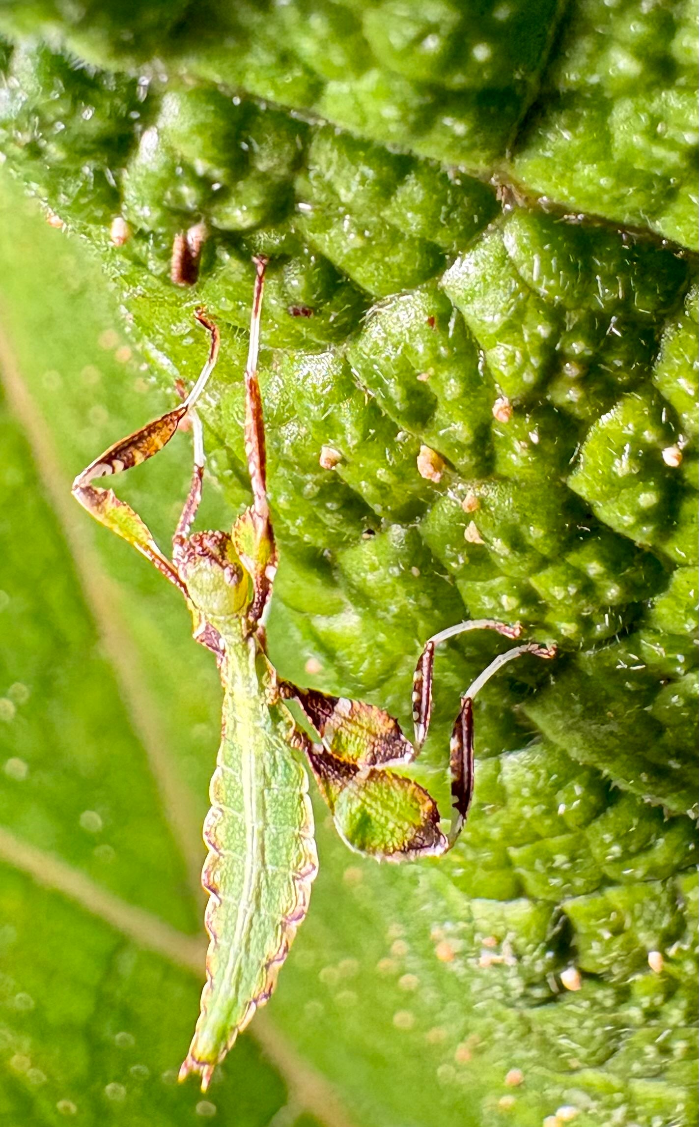 Phyllium philippinicum Nymphs