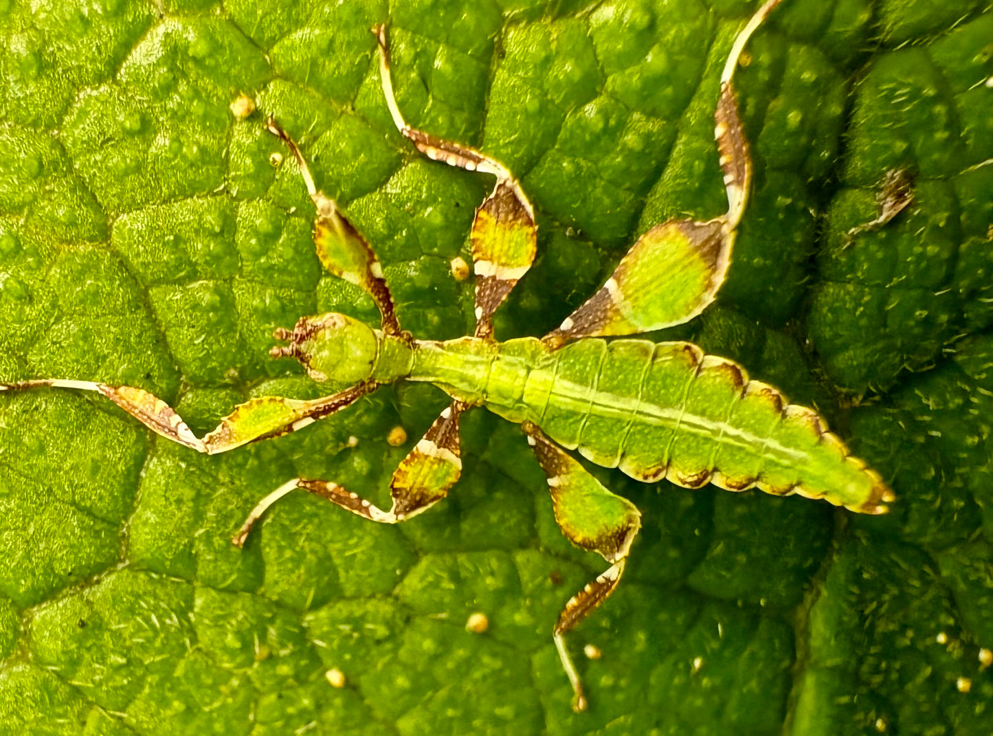 Phyllium philippinicum Nymphs