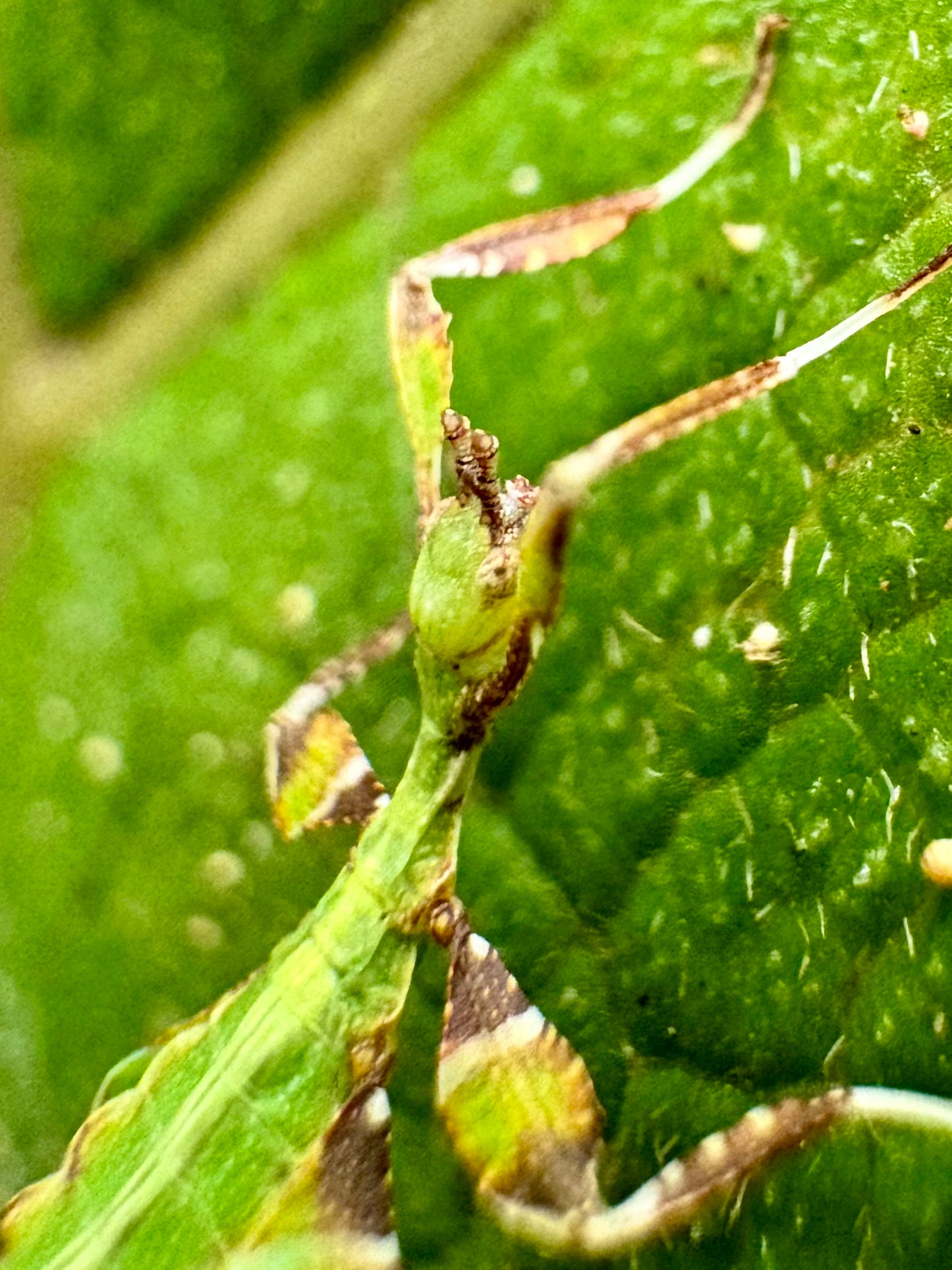 Phyllium philippinicum Nymphs