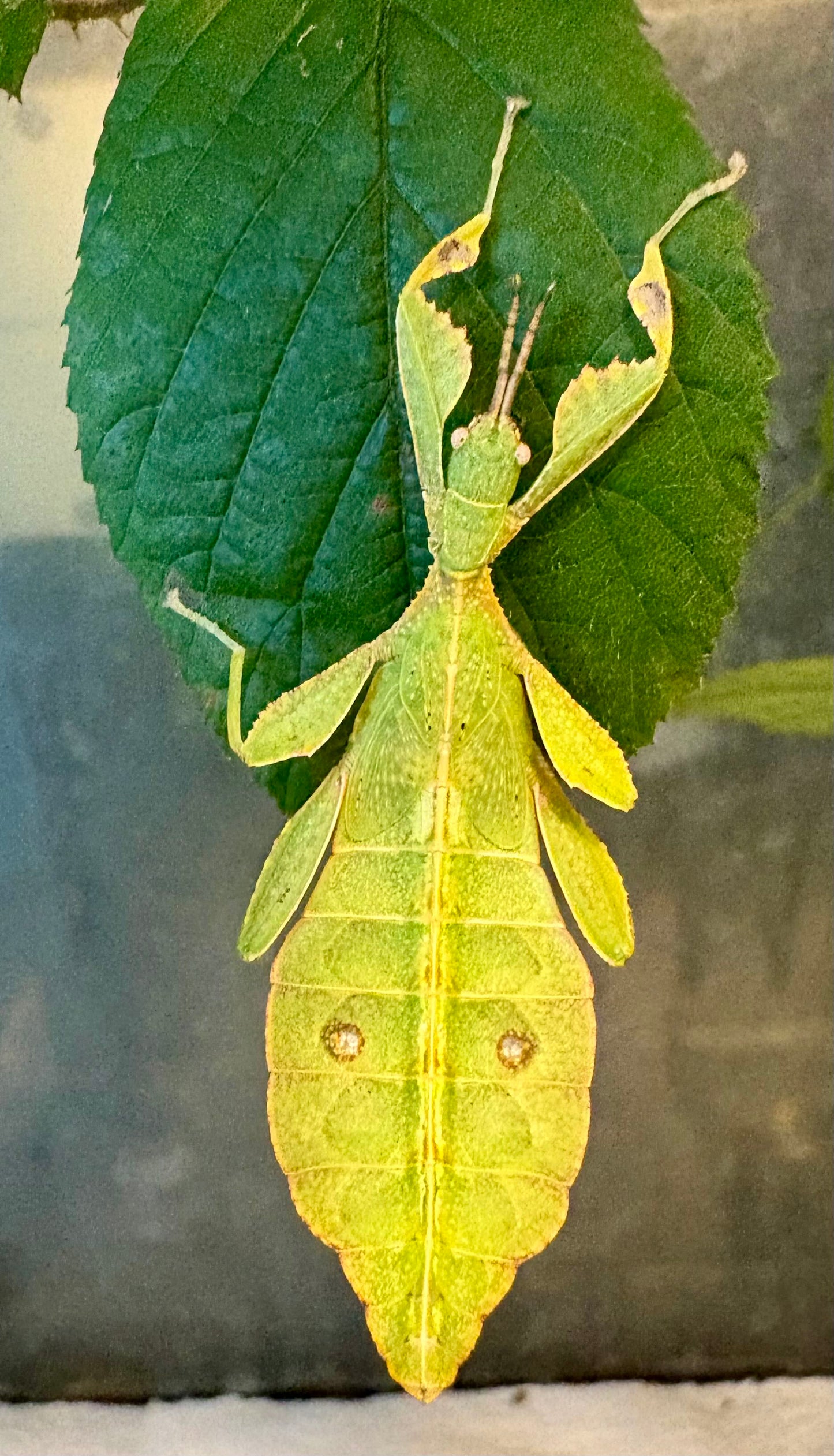 Phyllium tobeloense "Galela" Nymphs