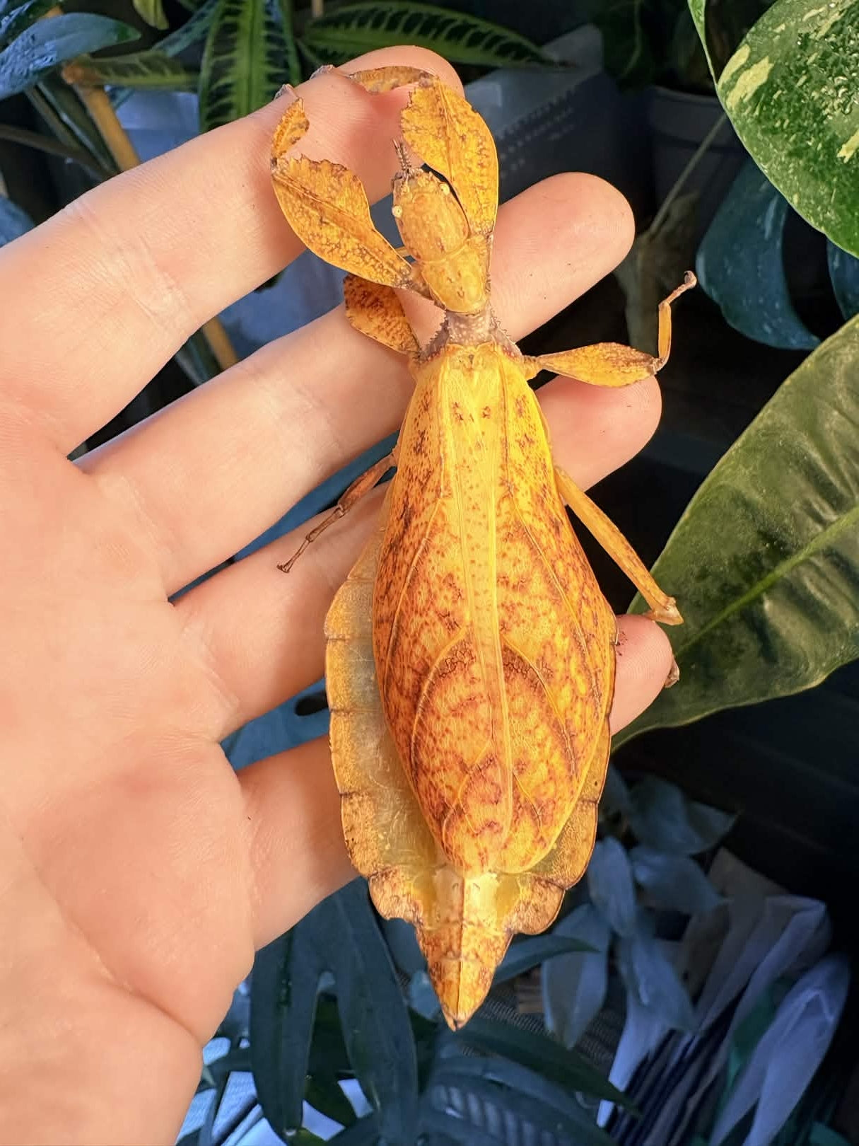 Phyllium tobeloense "Galela" Nymphs