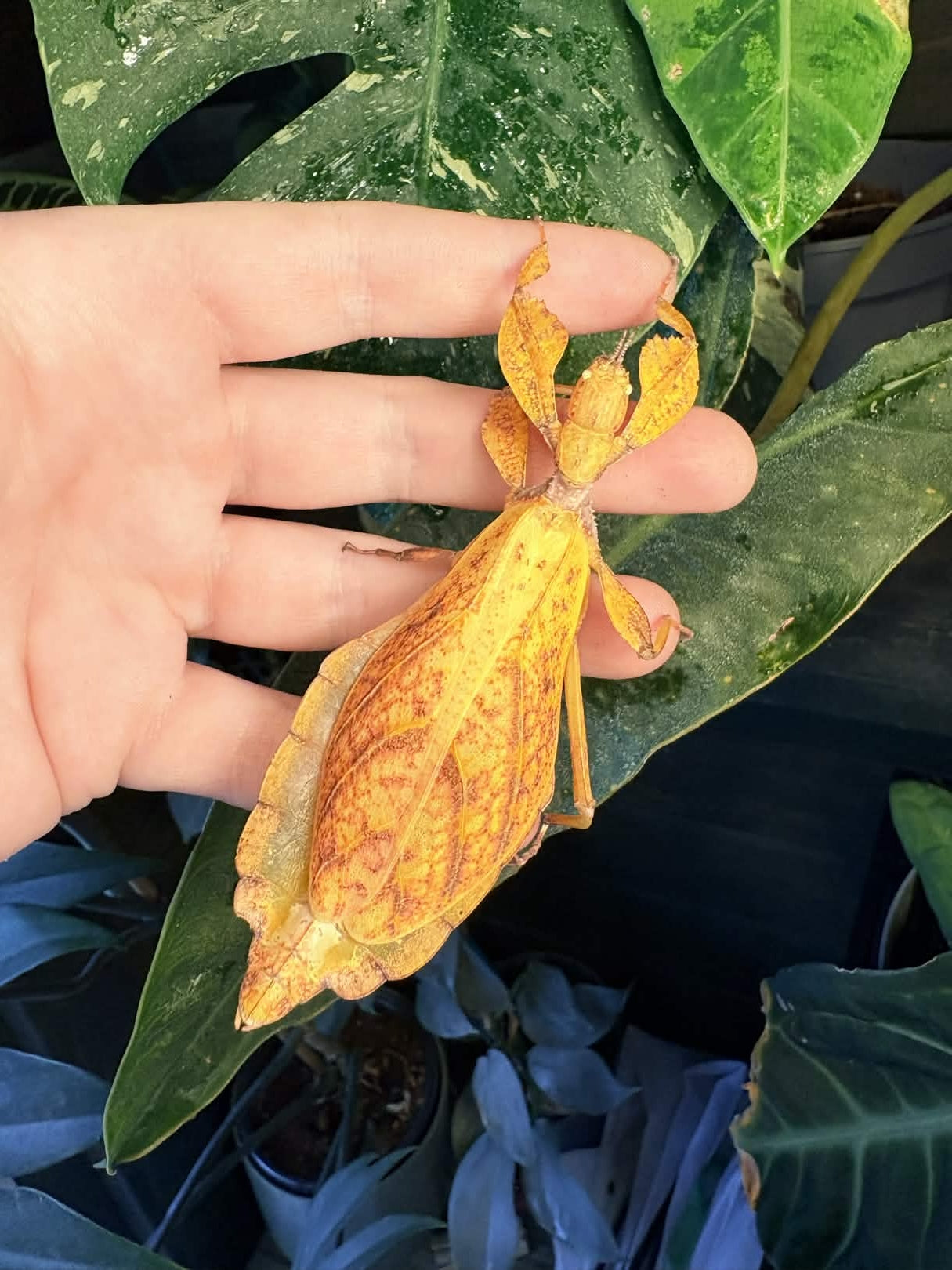 Phyllium tobeloense "Galela" Nymphs
