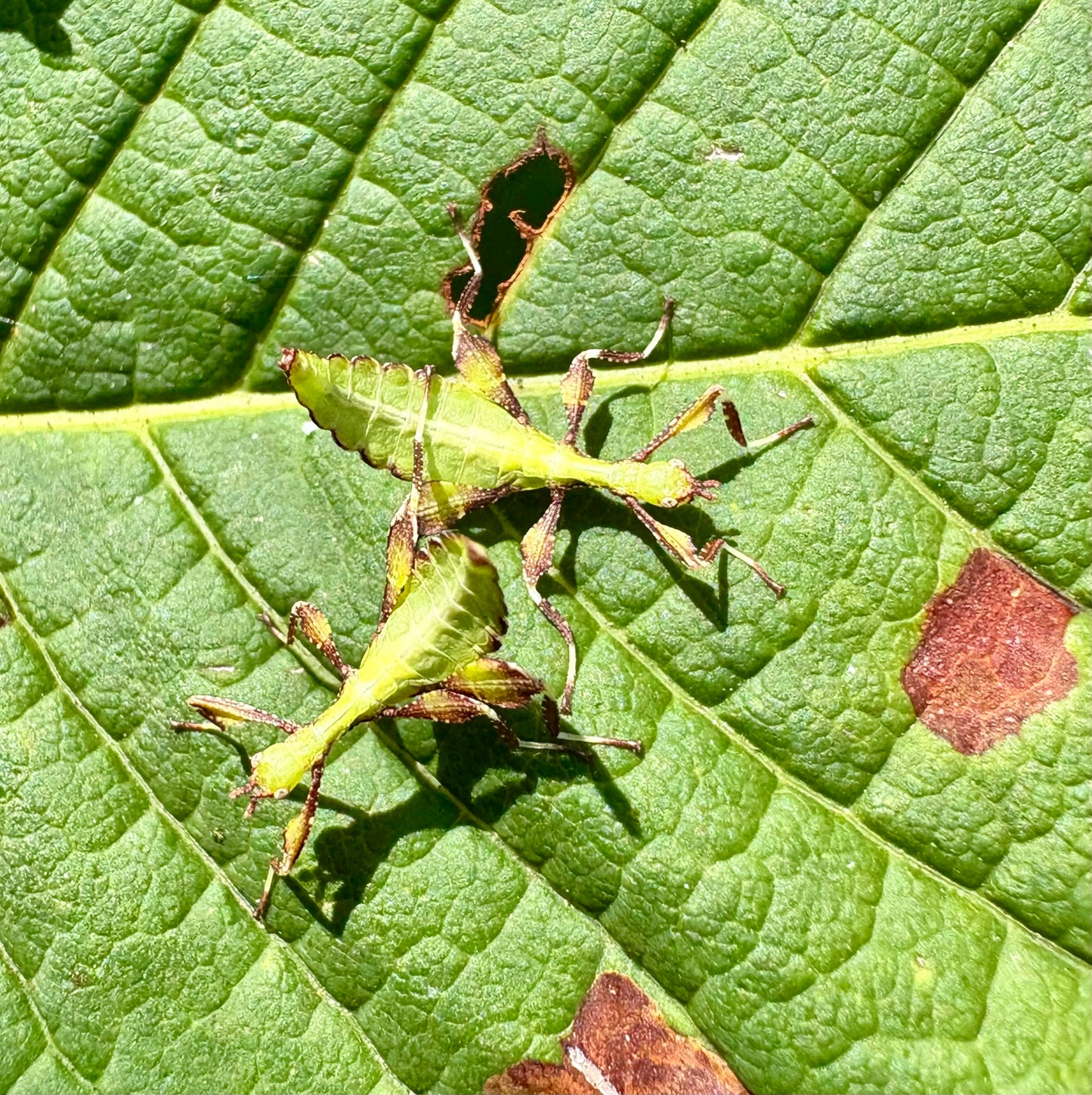 Phyllium tobeloense "Galela" Nymphs